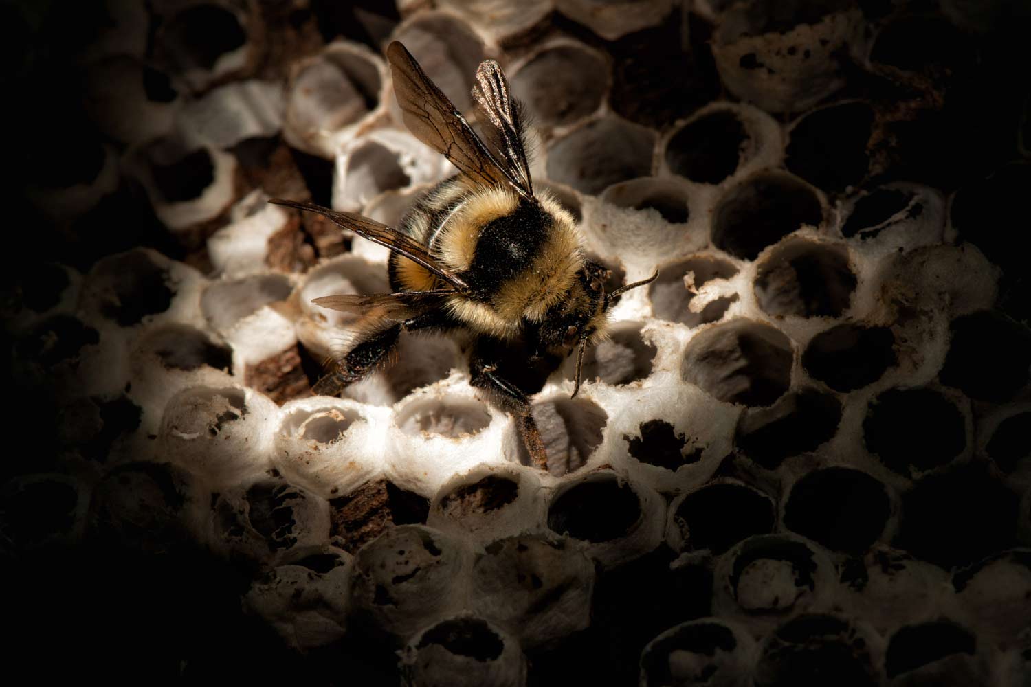 honeybee_yost_0018b_s_l.jpg