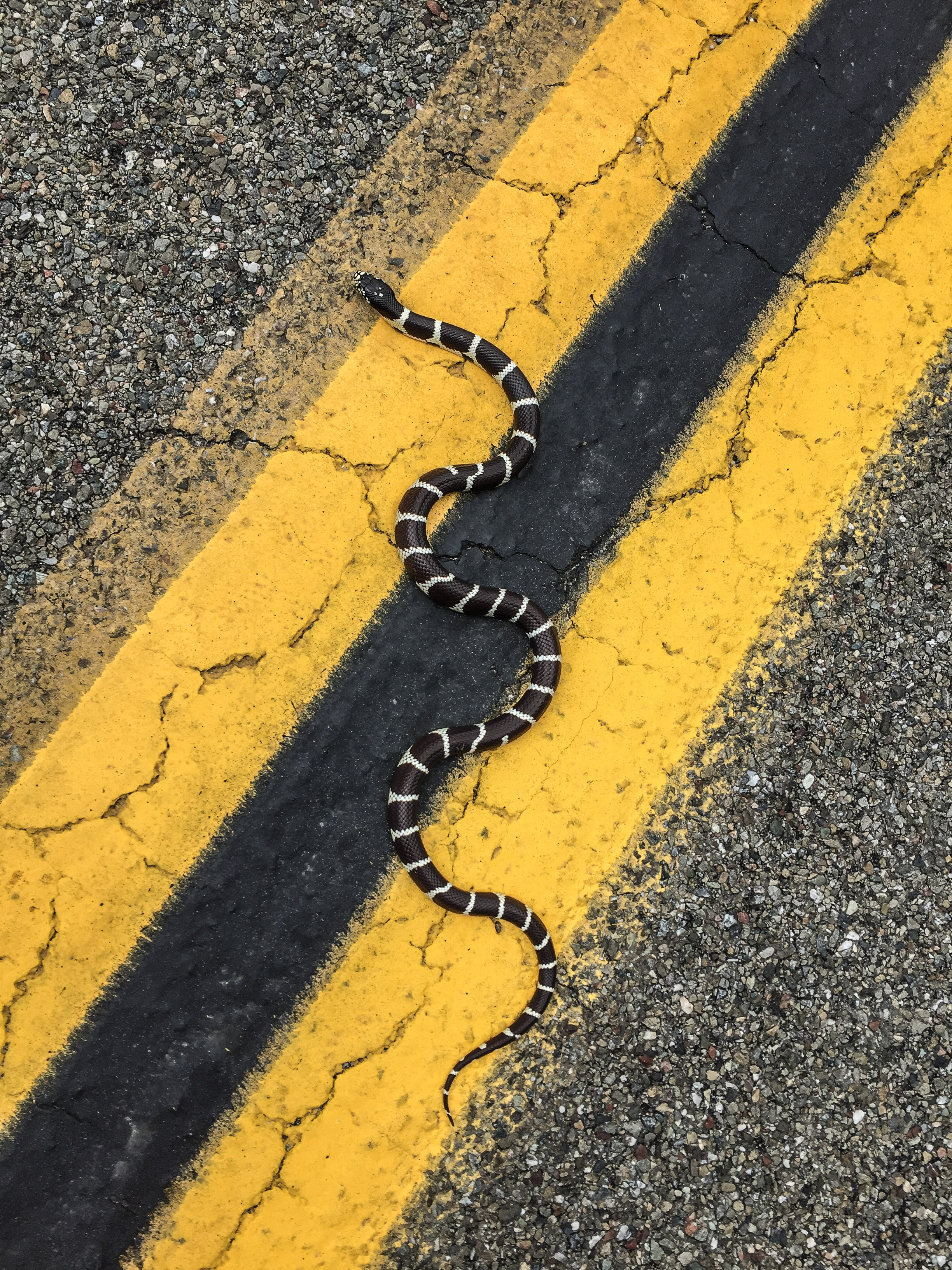 king snake.jpg