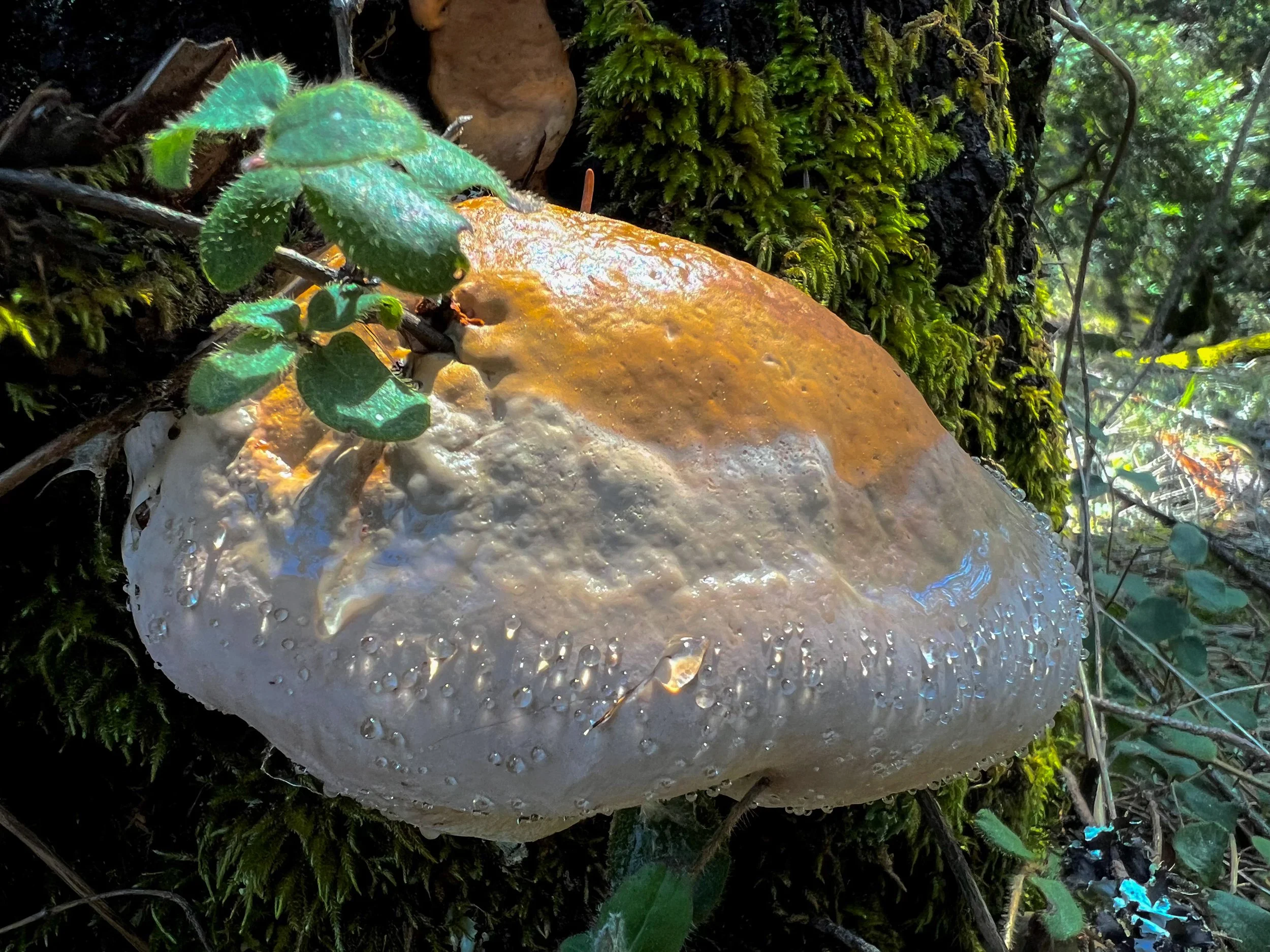 Honeysuckle Polypore
