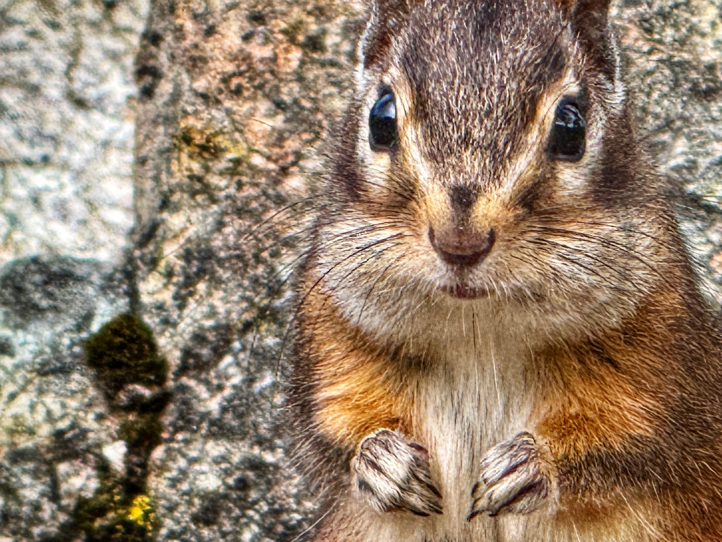 Alvin