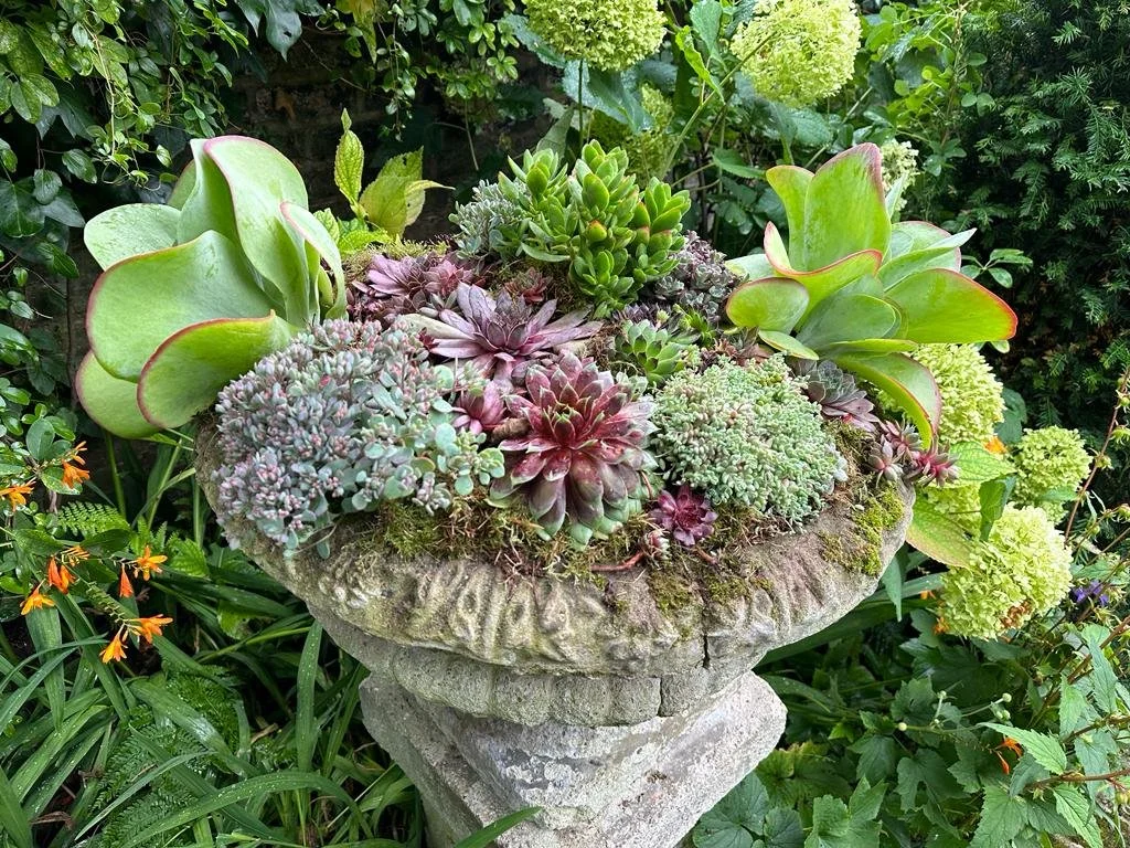 Sempervivum.JPG