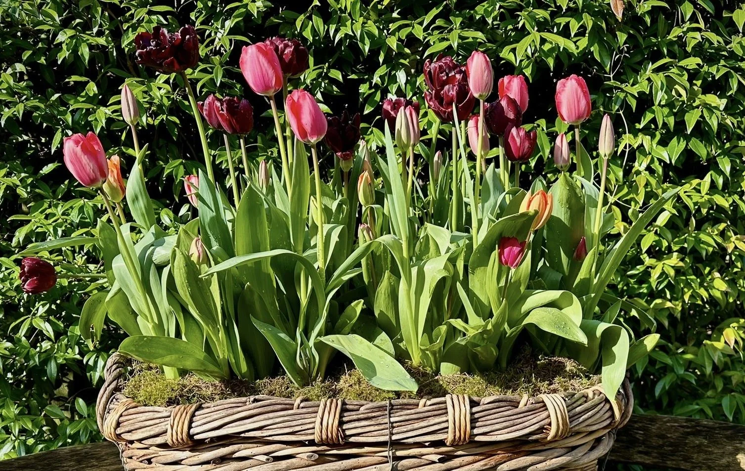 NEW NEW Tulips.jpg