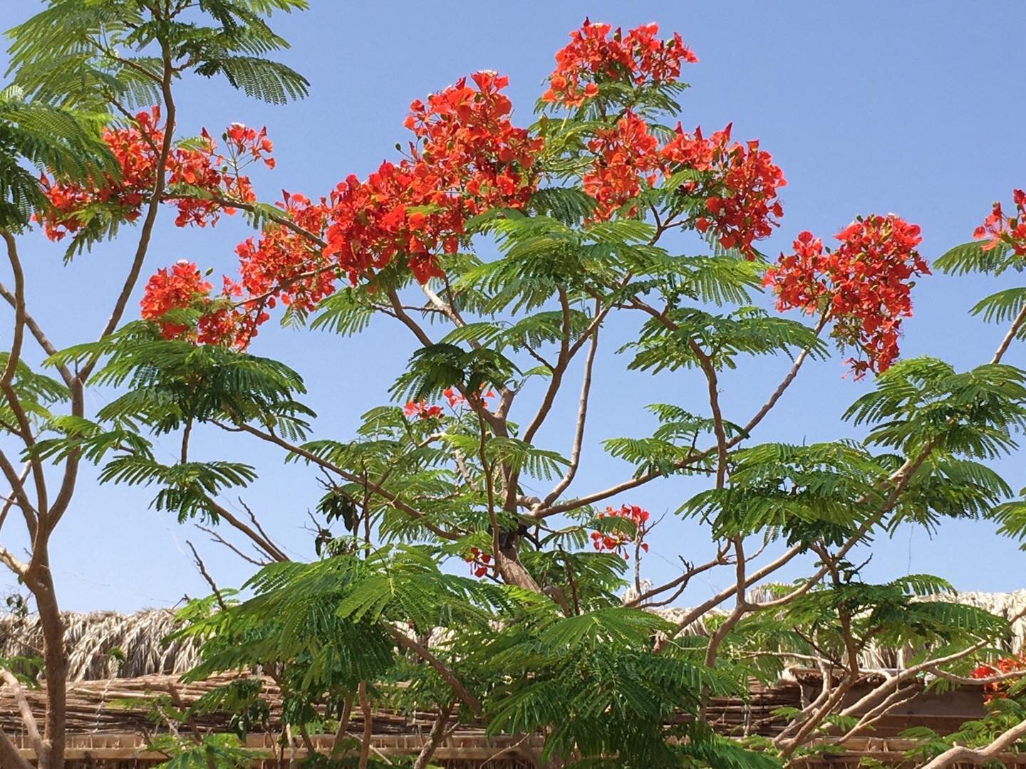 My favourite tree on the beach