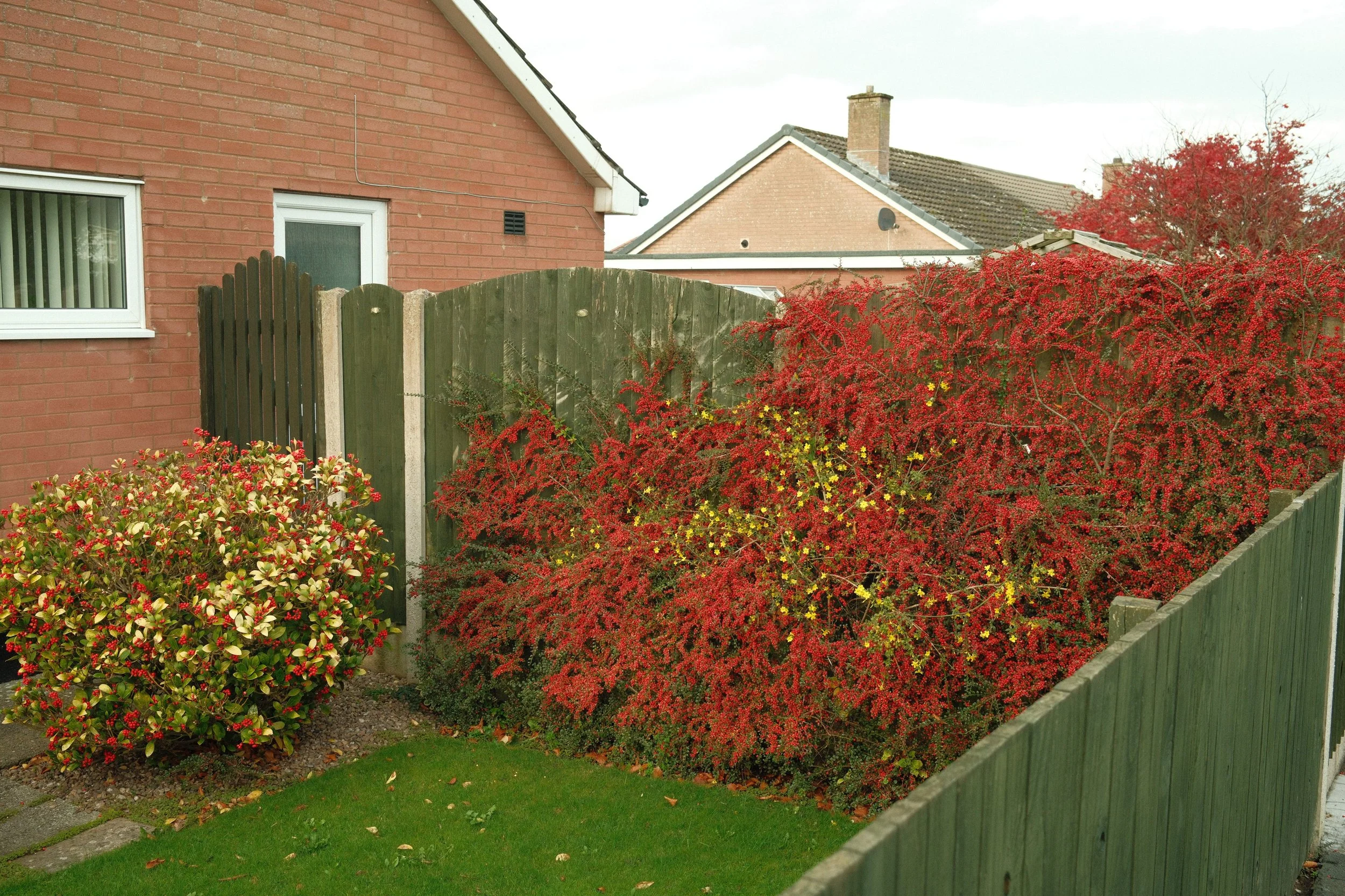 Dalston Bungalow Garden with Foliage.jpg