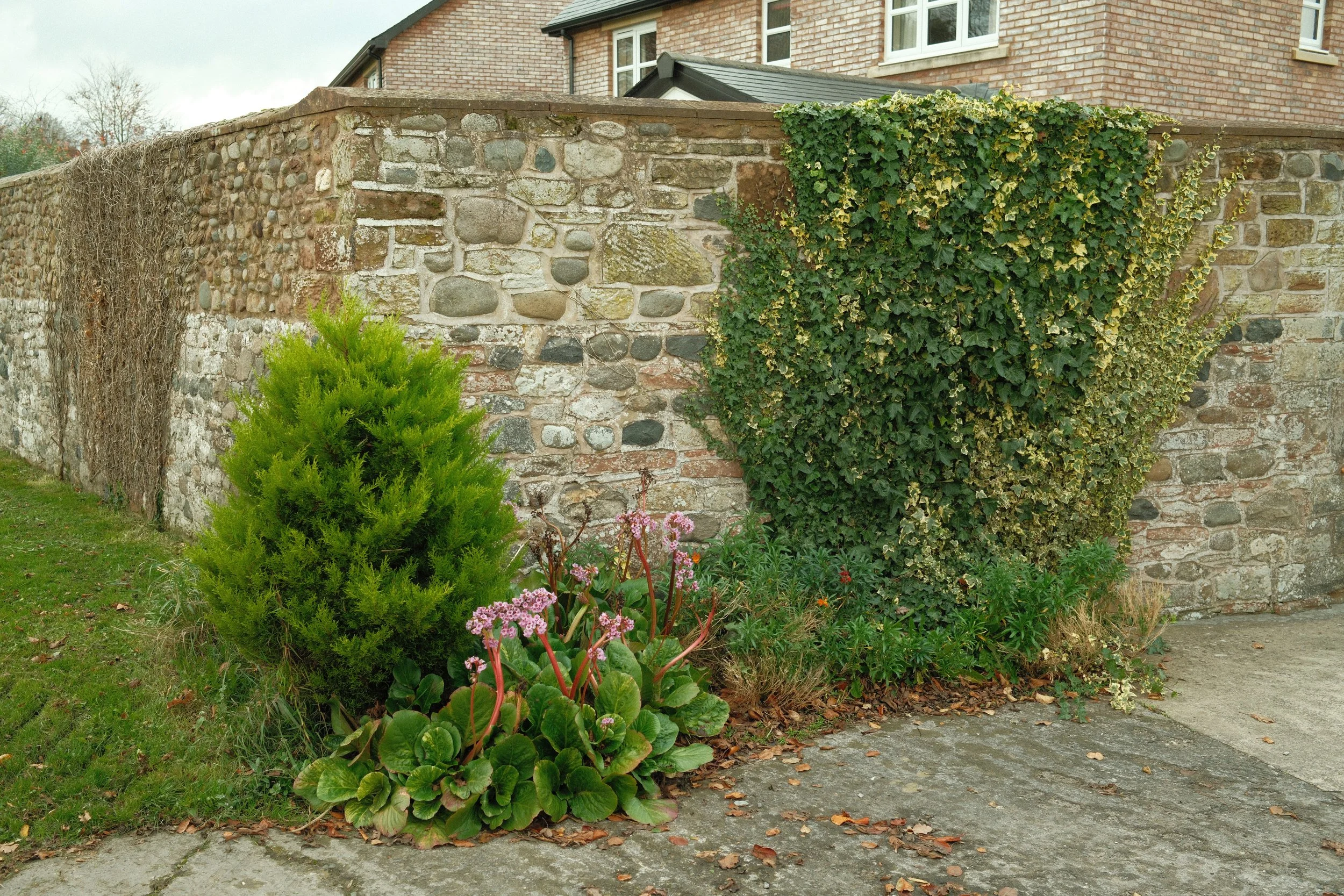 Dalston-Wall-Plants-by-Co-Op-1.jpg