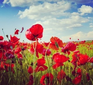 This Sunday please take time to remember those who have died for our freedom.  In Flanders fields the poppies blow  Between the crosses, row on row,  That mark our place; and in the sky  The larks, still bravely singing, fly
Scarce heard amid the gun