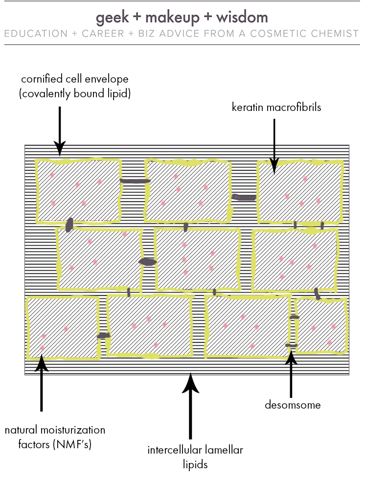 Figure 1. Stratum corneum structure. The yellow boxes represent corneocytes embedded in a matrix of interceullar lamellar lipids.