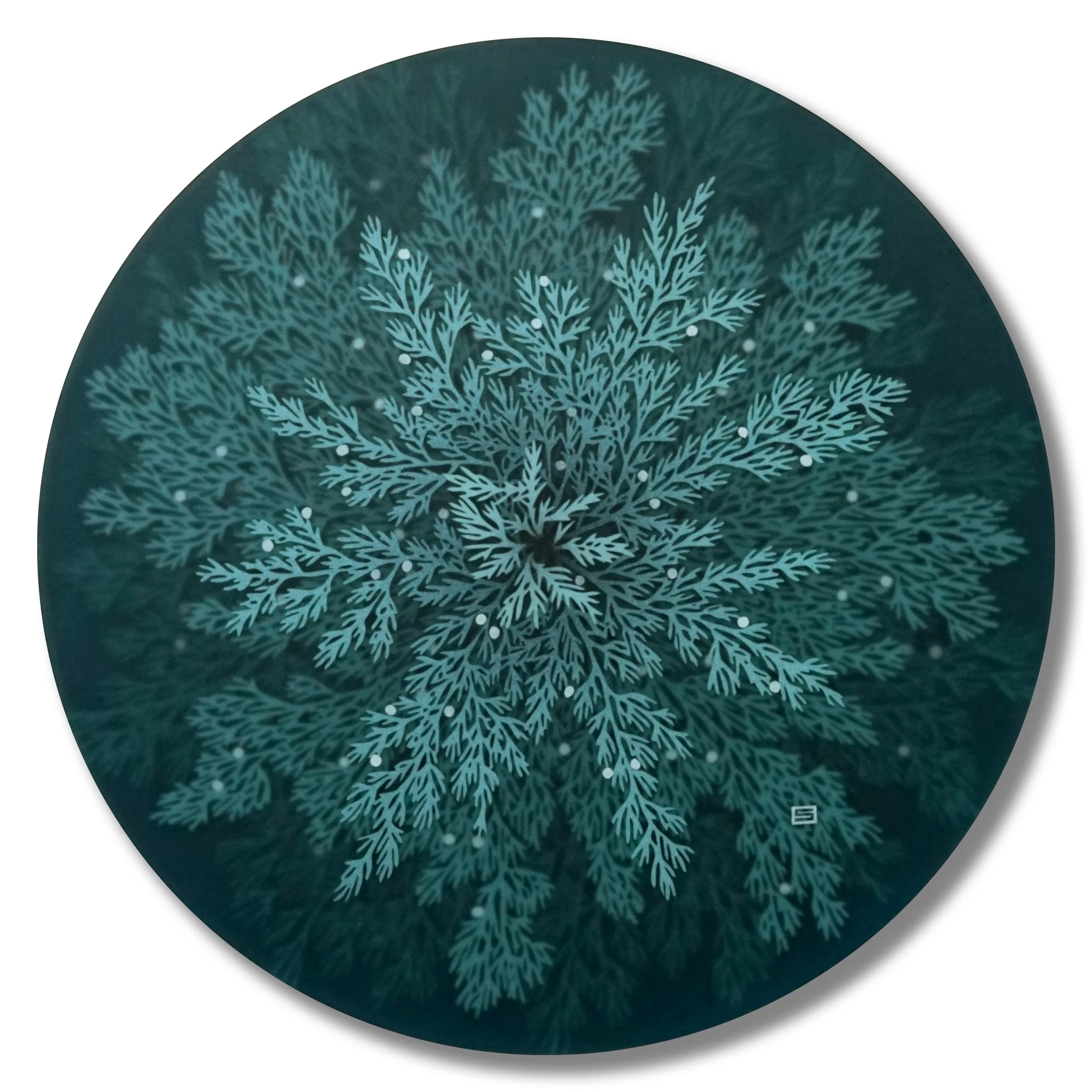 Above a Juniper