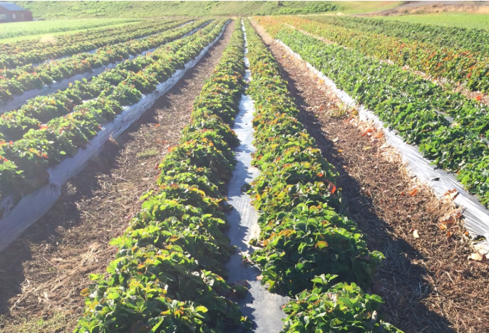 David Pike's Farm - - Farmington, Maine, OCTOBER 2015