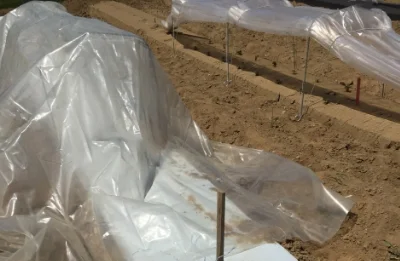 Plastic ready to be tied off laying loosely over hoops.