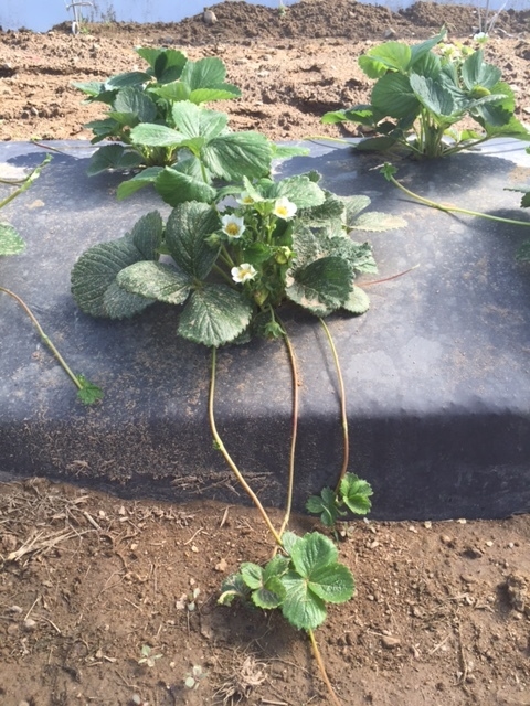 This plant is exhibiting only two weeks of runner growth! Three large runners can be seen falling over the plastic into the row, and a fourth sticking out from under the plastic on the right side of the plant.
