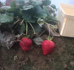 Fruit from November 20 harvest.