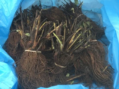 'Aromas' came to us from California, where the soil-type made the roots distinguishable from the rest of the varieties!