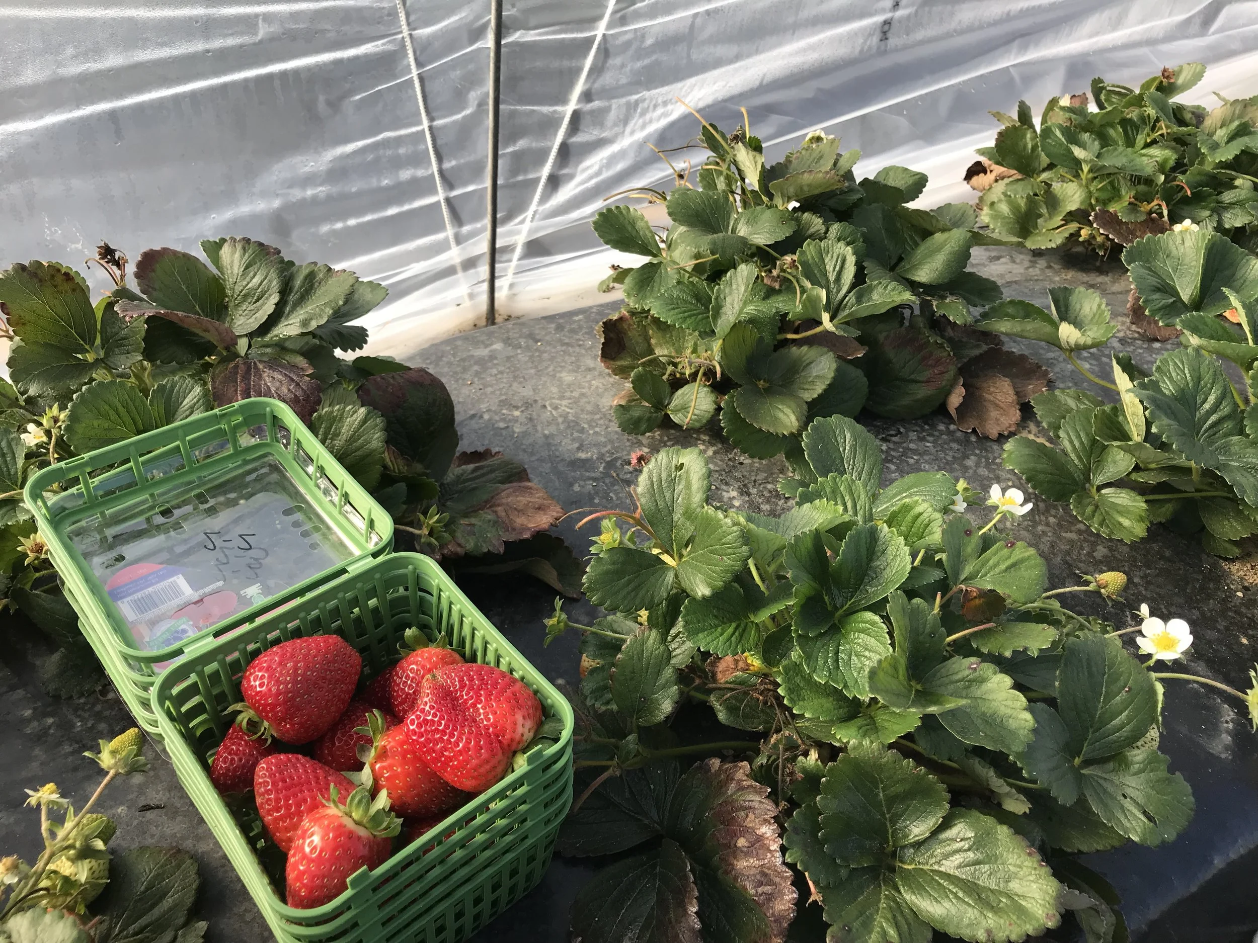 Fruit harvested inside a low tunnel on November 3, 2017. Photo: K. Orde