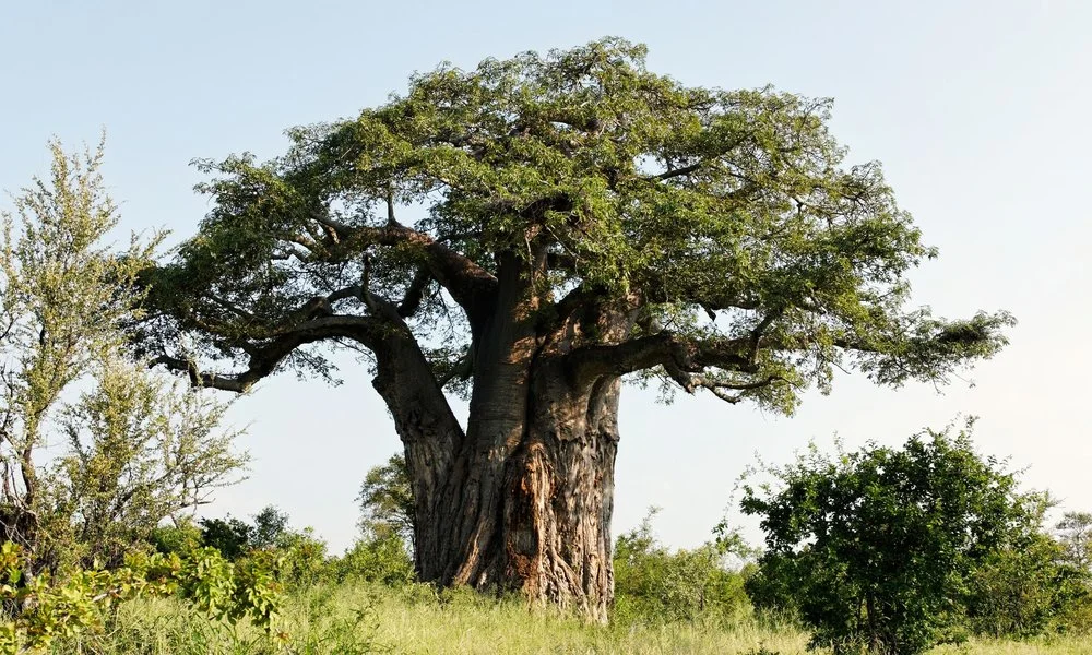 Alamy