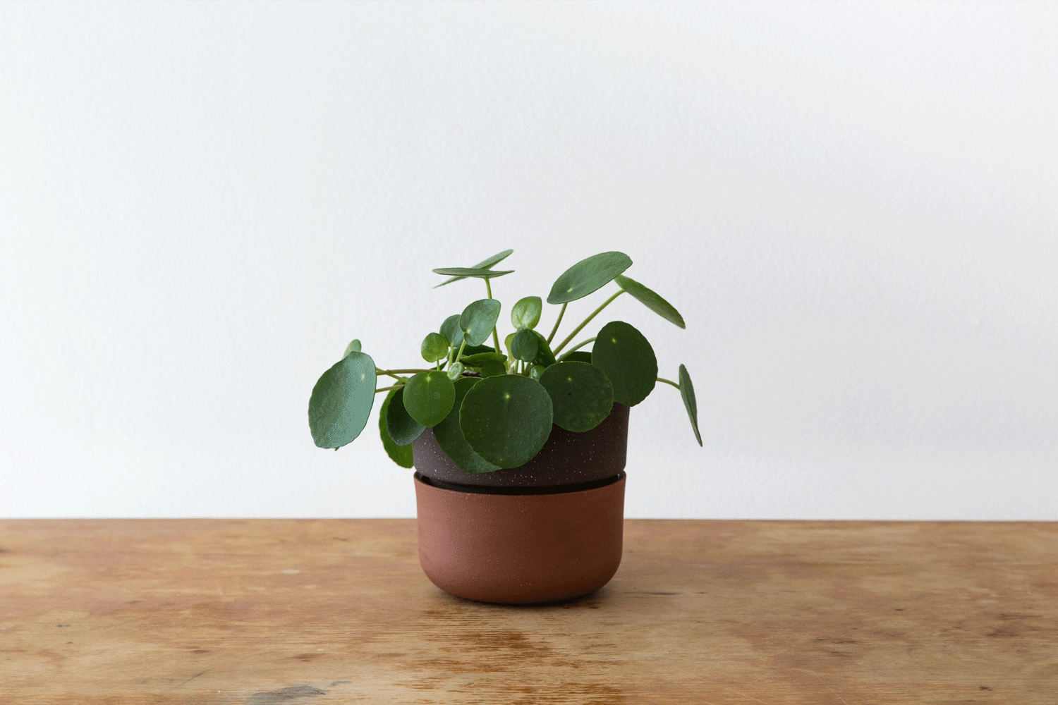 planter_horizont_plant.gif