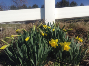 Take time to stop and smell the daffodils!