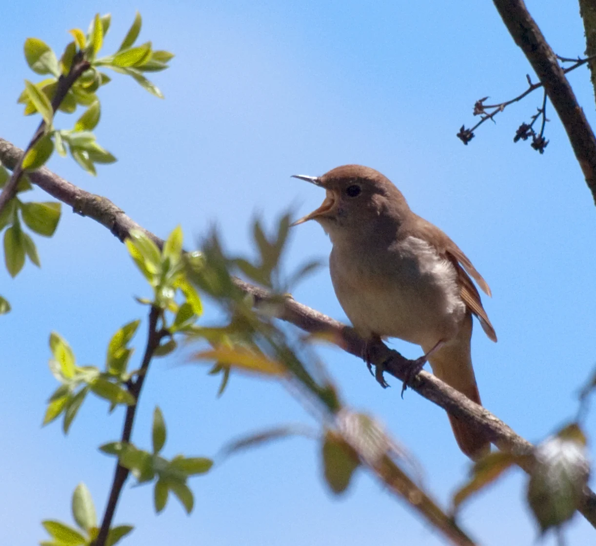 Nightingale