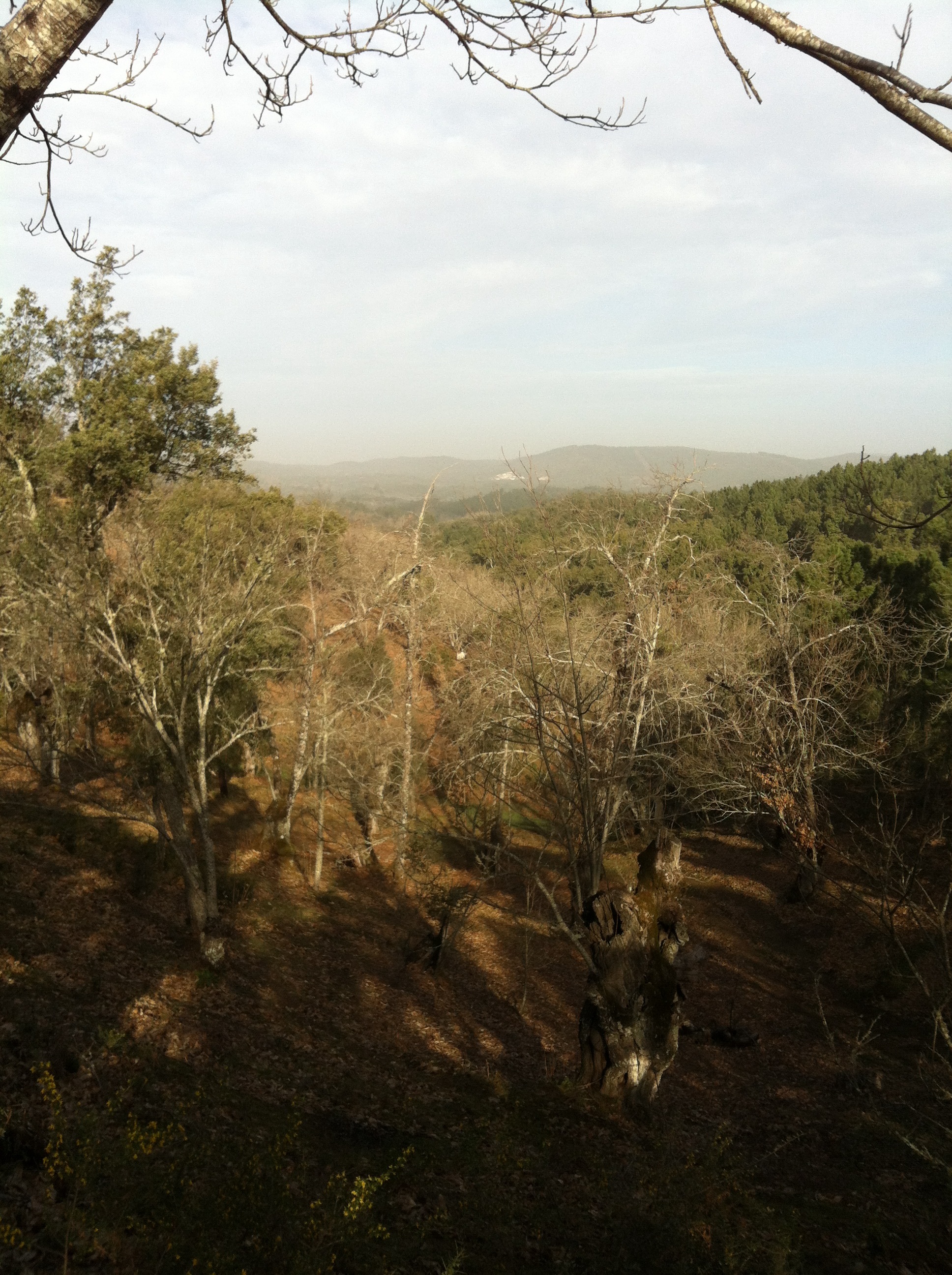 Our winter landscape: the chestnut trees are bare and sometimes cold winds do blow.