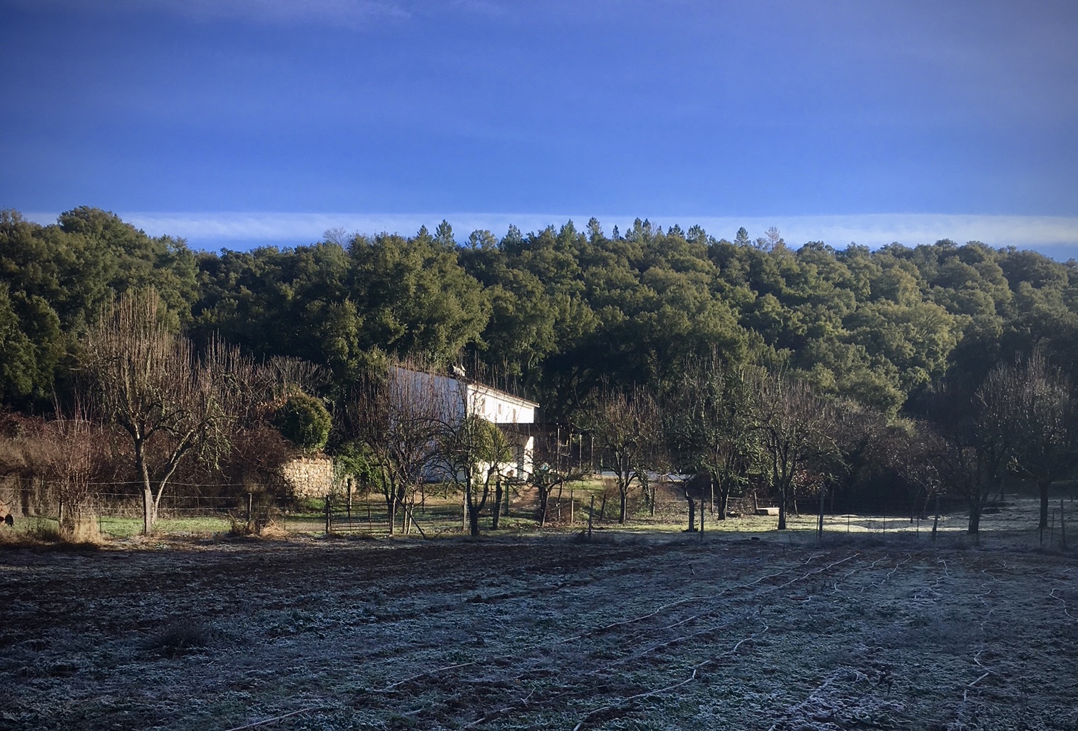 Wintermorgens im Obstgarten. Blick auf das Haus Platero.