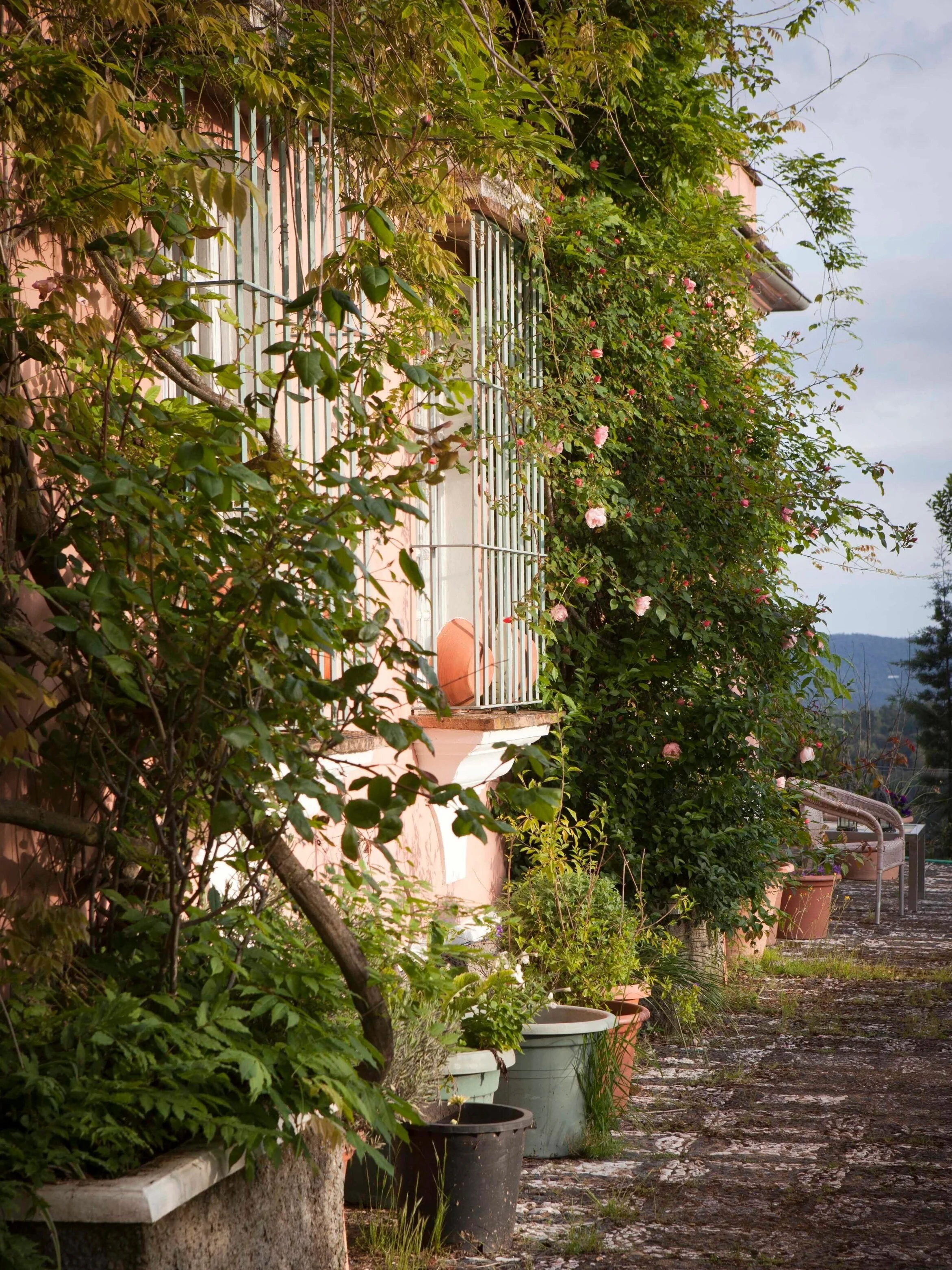 Roses%2Bblooming%2Bat%2BFinca%2BBuenvino%2Bbed%2Band%2Bbreakfast%2BAndalusia