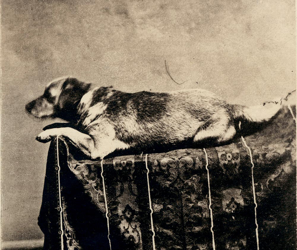 Abraham Lincoln’s dog Fido.