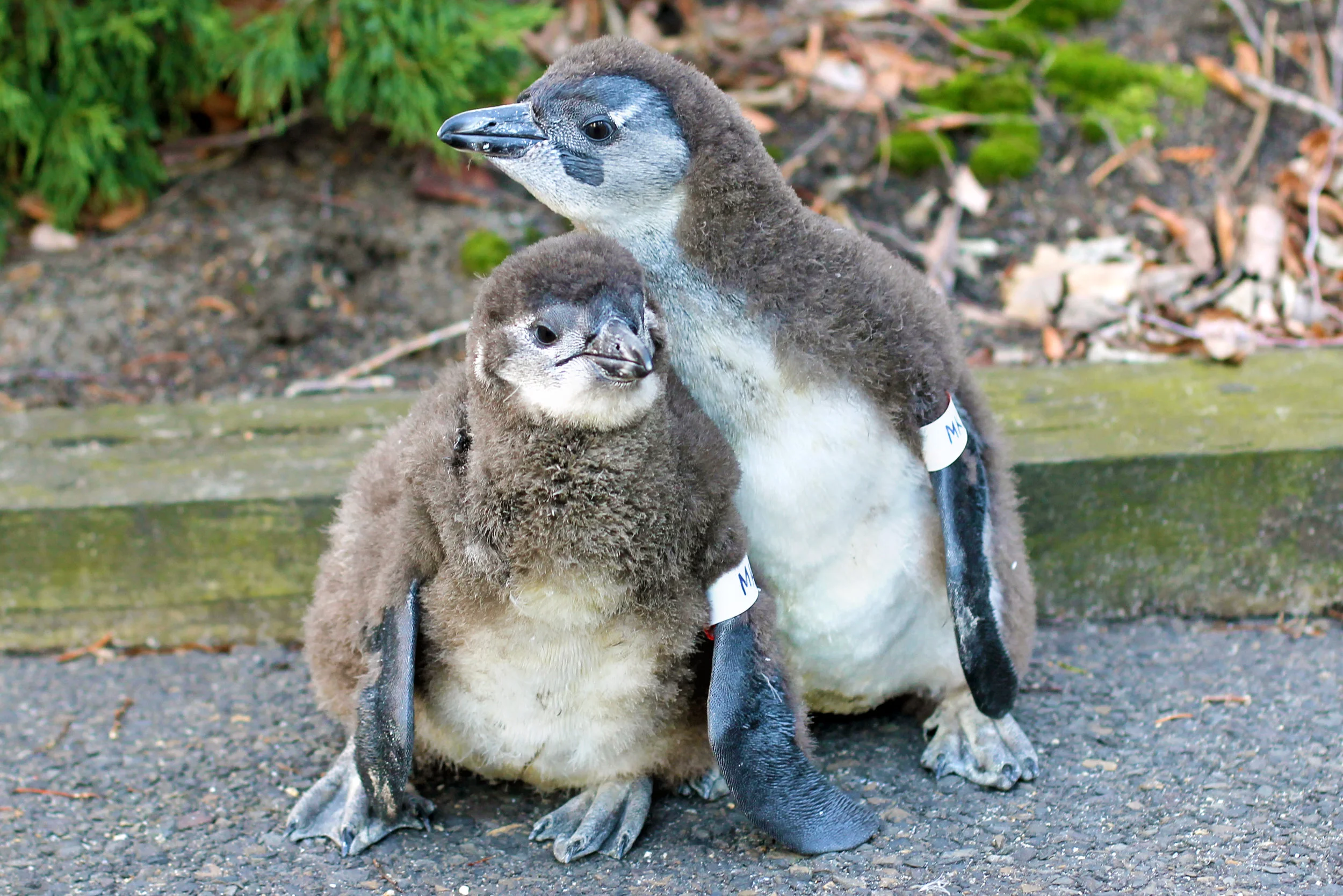 And Now, A Slideshow Of The Four Baby African Penguins Born At Camden's