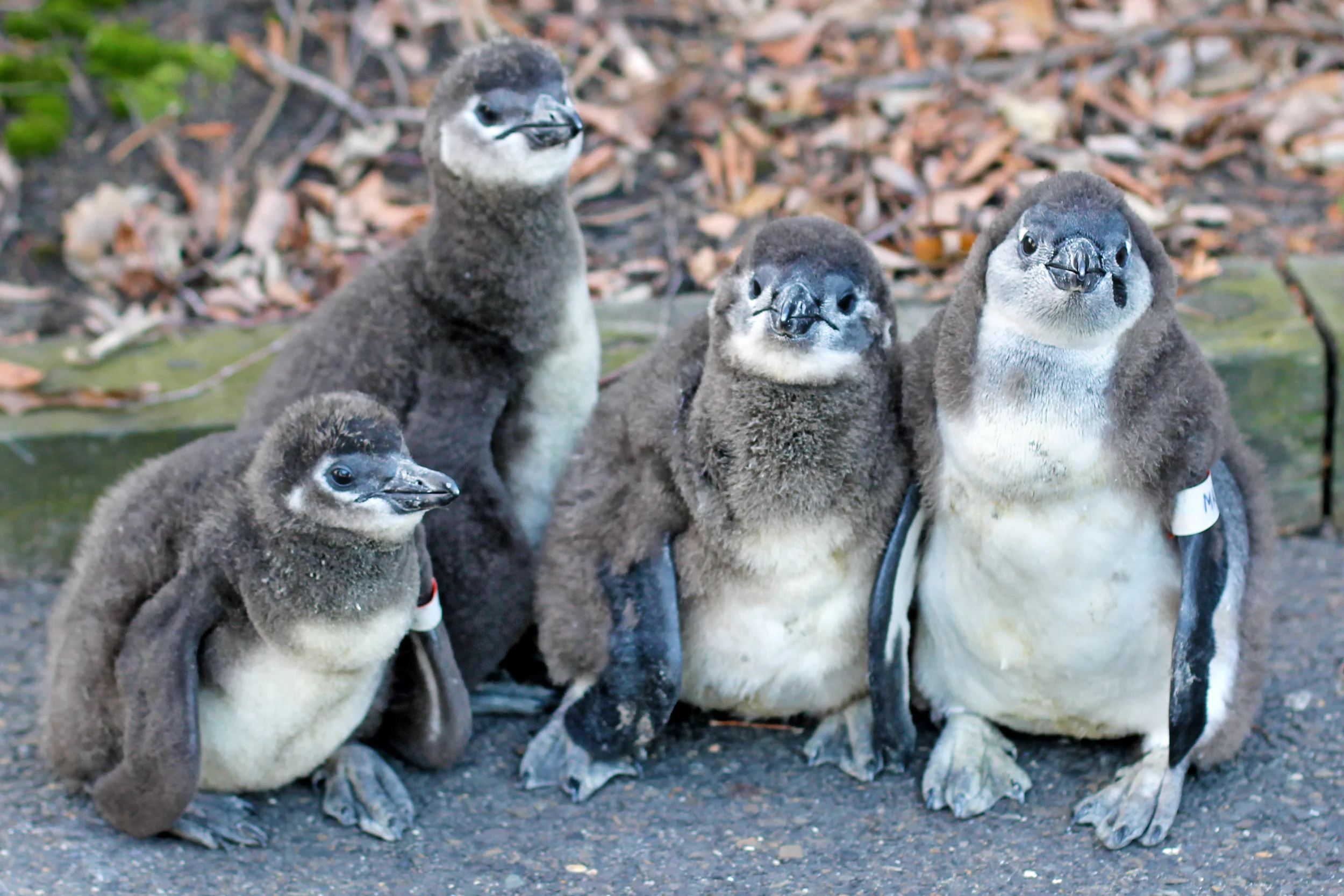 And Now, A Slideshow Of The Four Baby African Penguins Born At Camden's