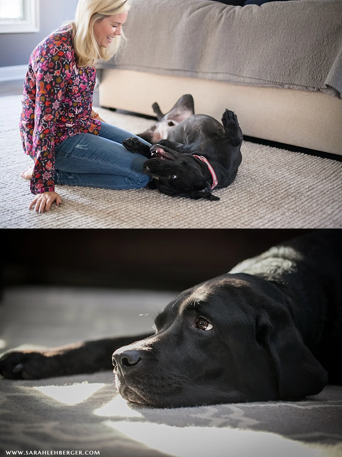 pet-photos-dog-owner-CT.jpg