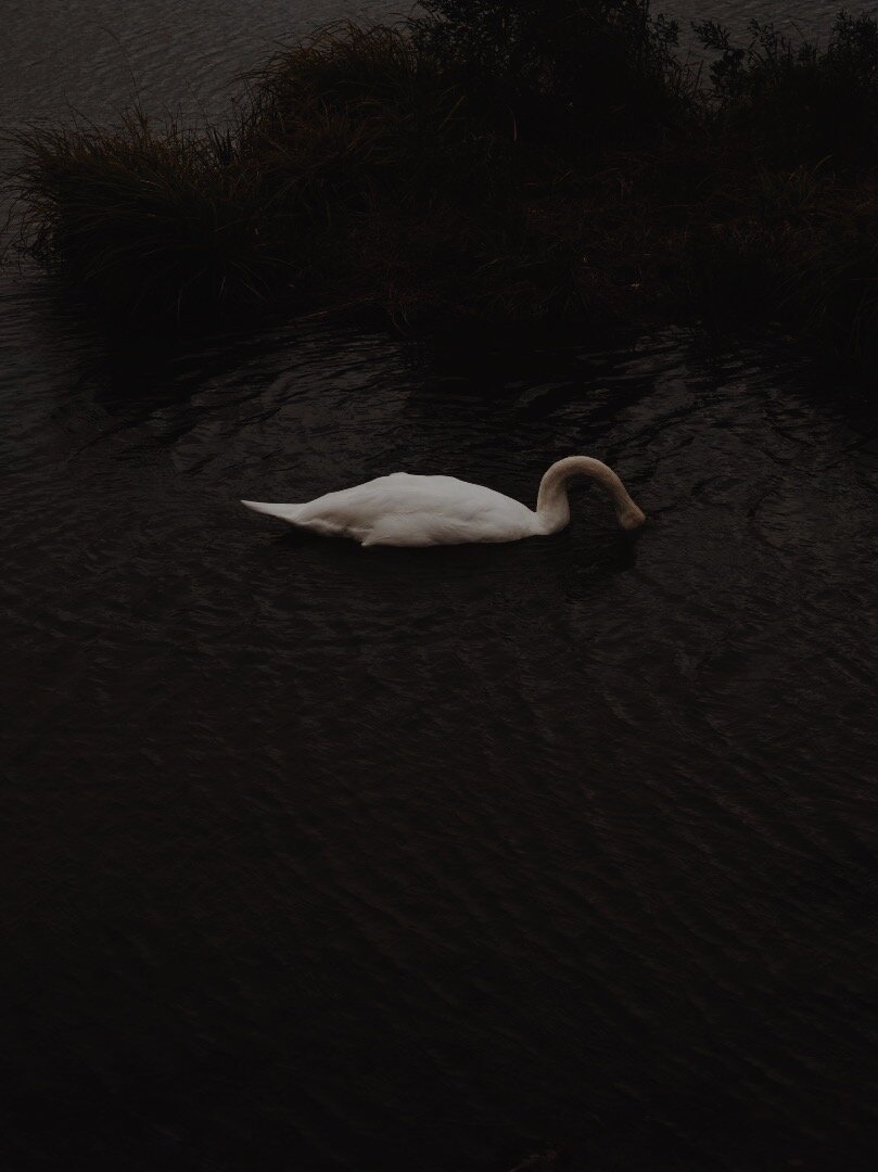 swan.JPG