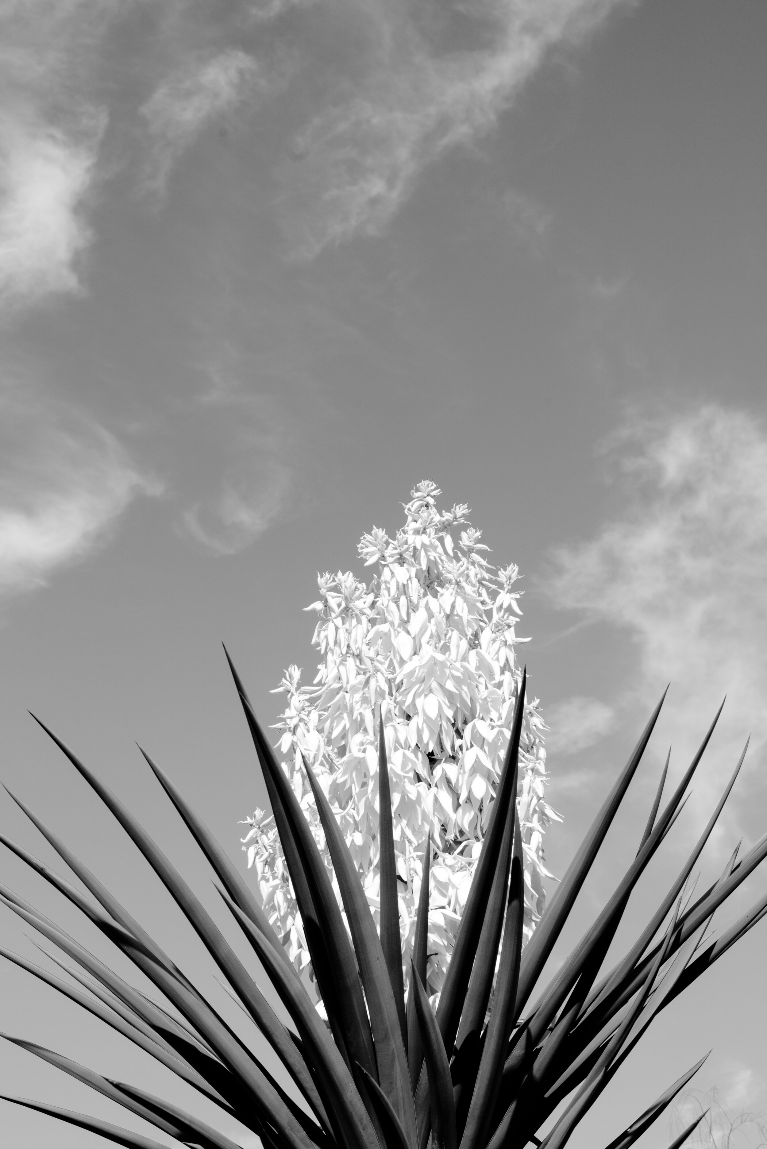 yucca.jpg