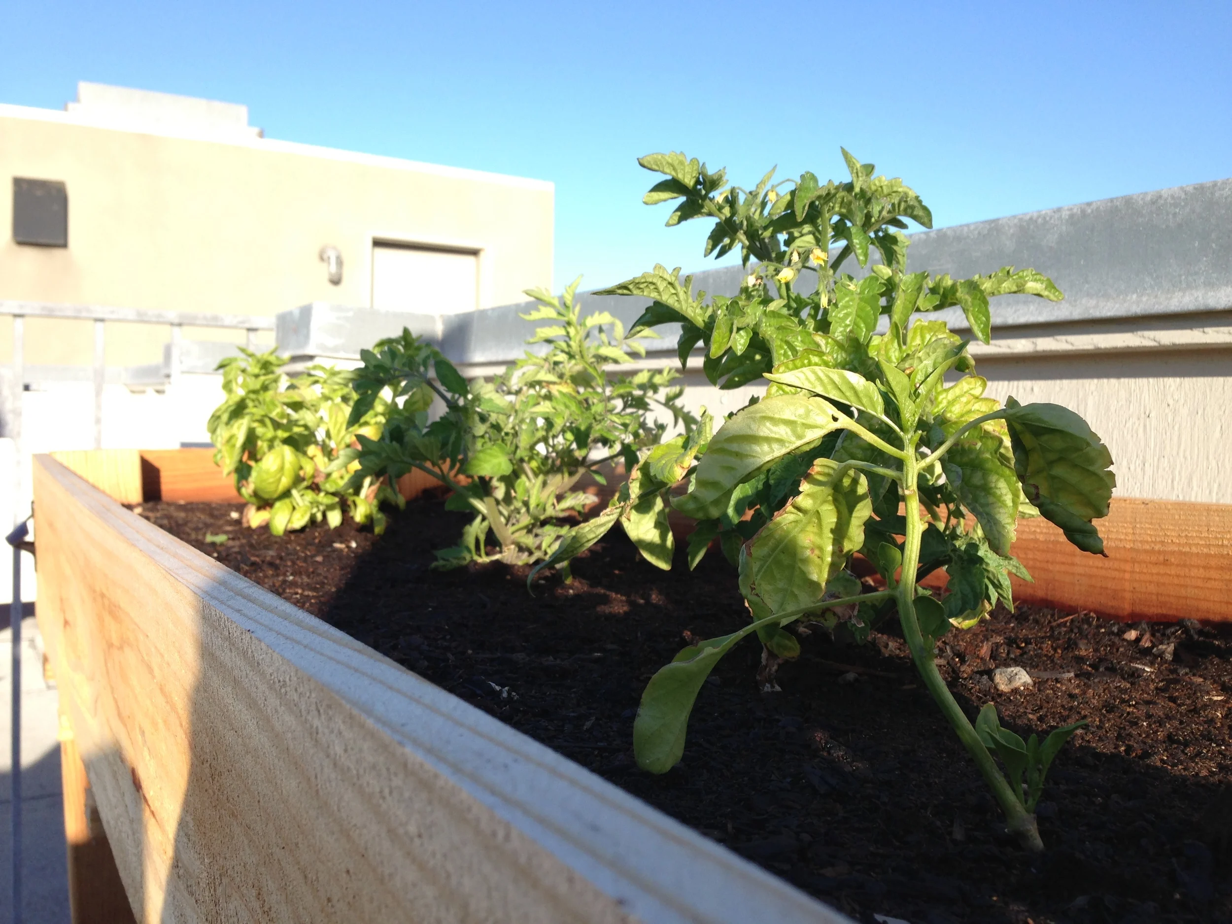 Rooftop Planter