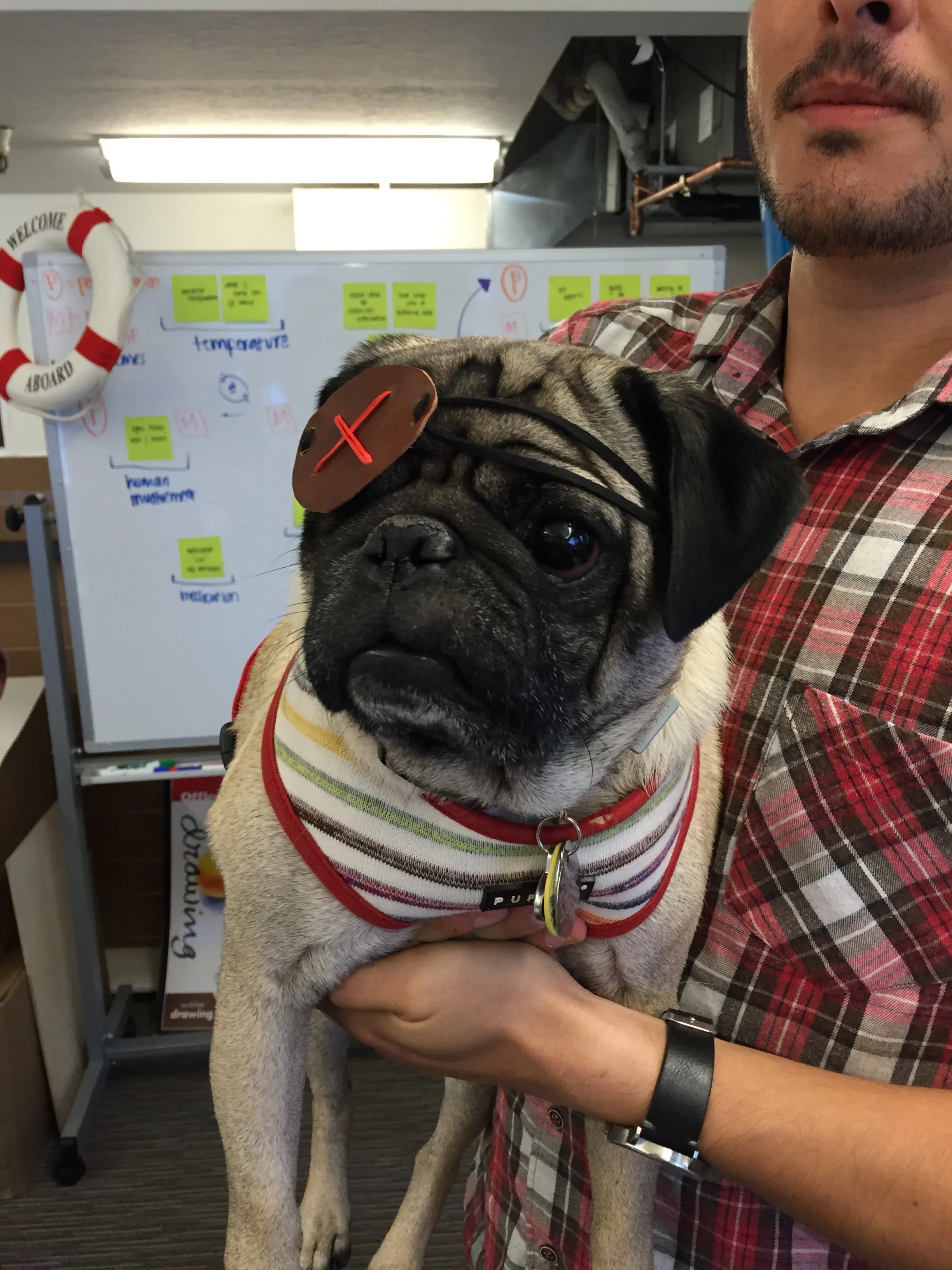 An eye-patch for a pug