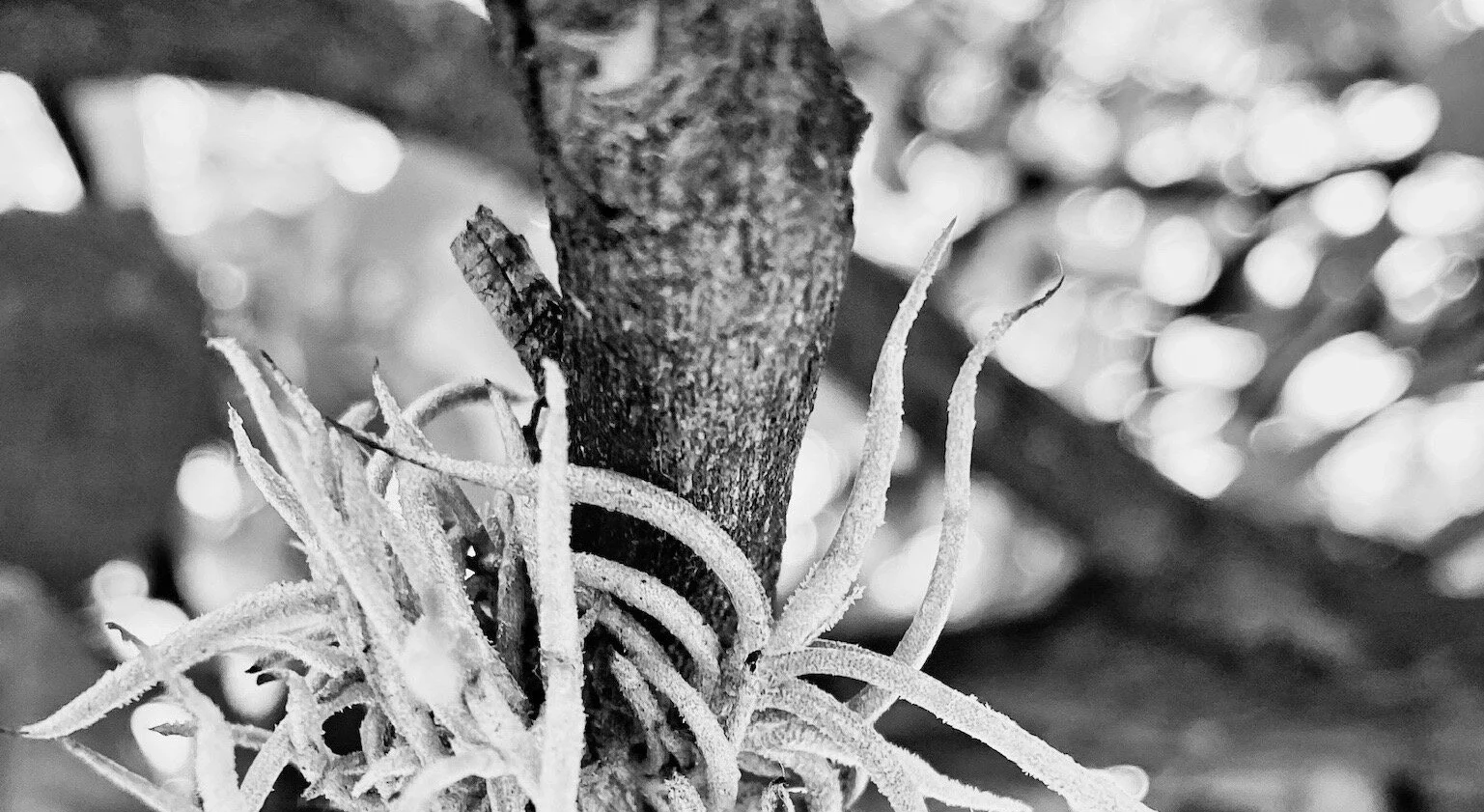 Air Planet on a long tree_Banner_BW.jpeg