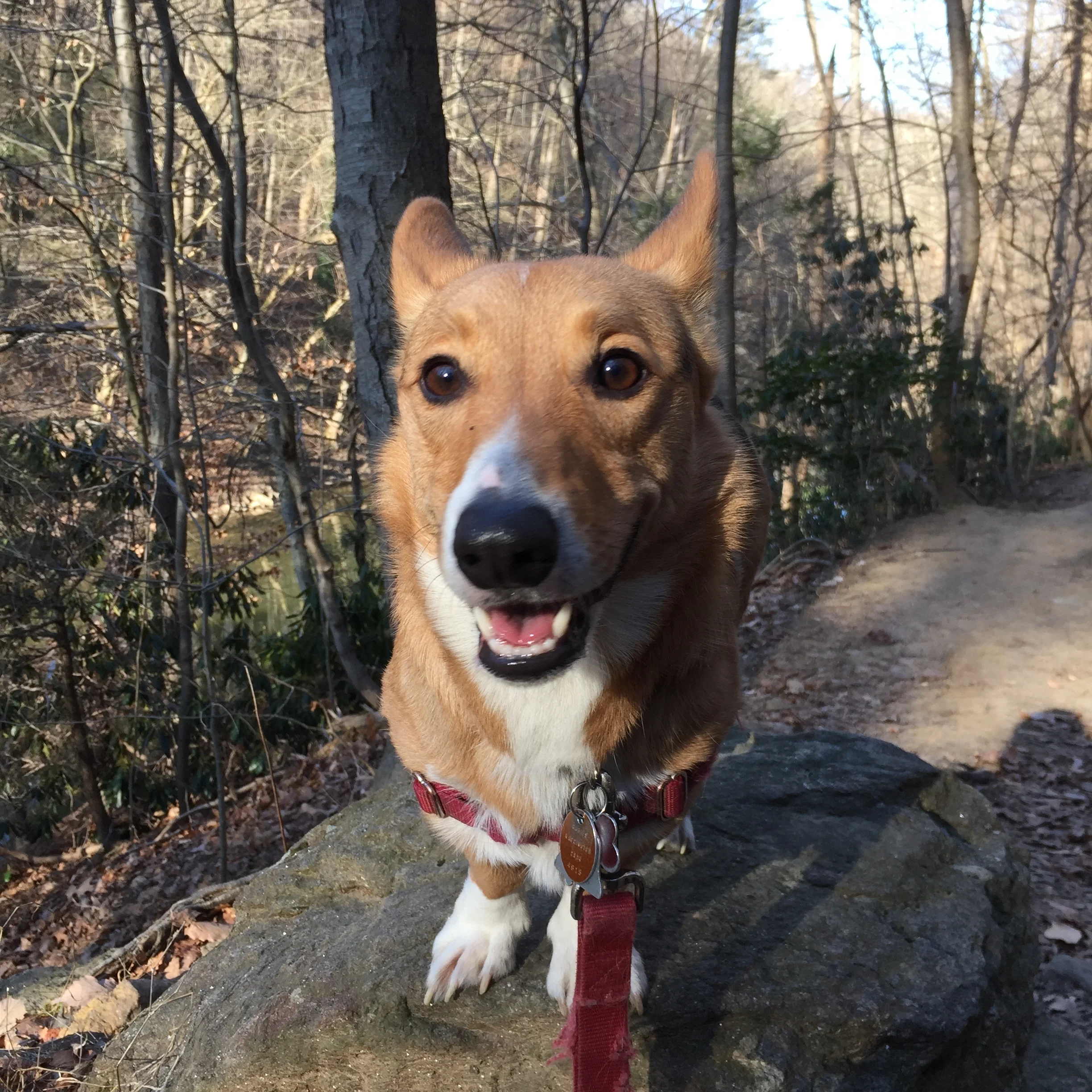 Wissahickon in Fairmount Park.