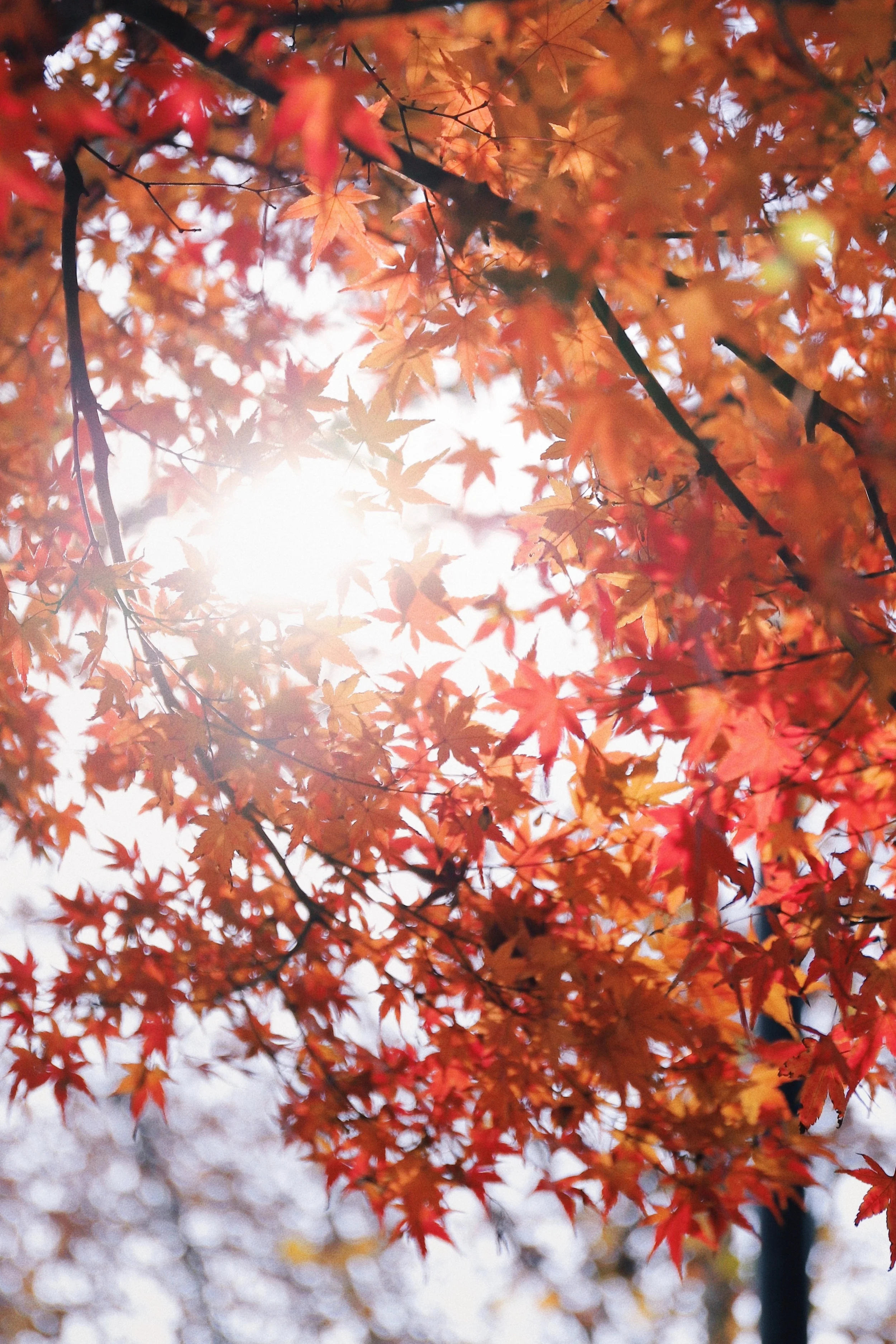 Fall Is Here!