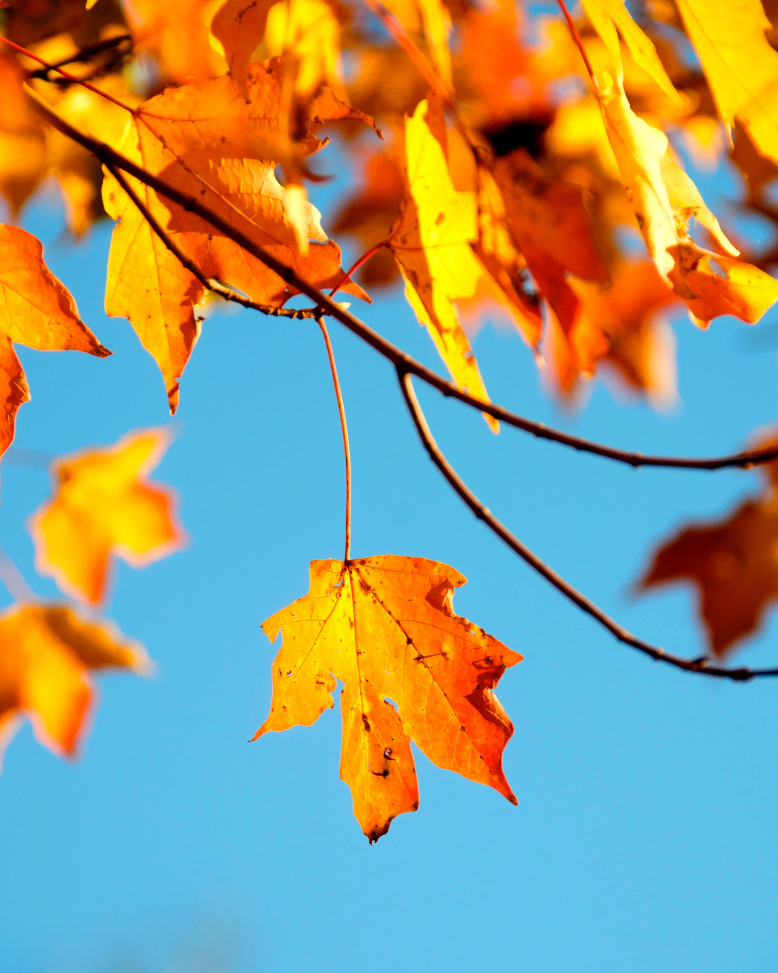 November Happenings 