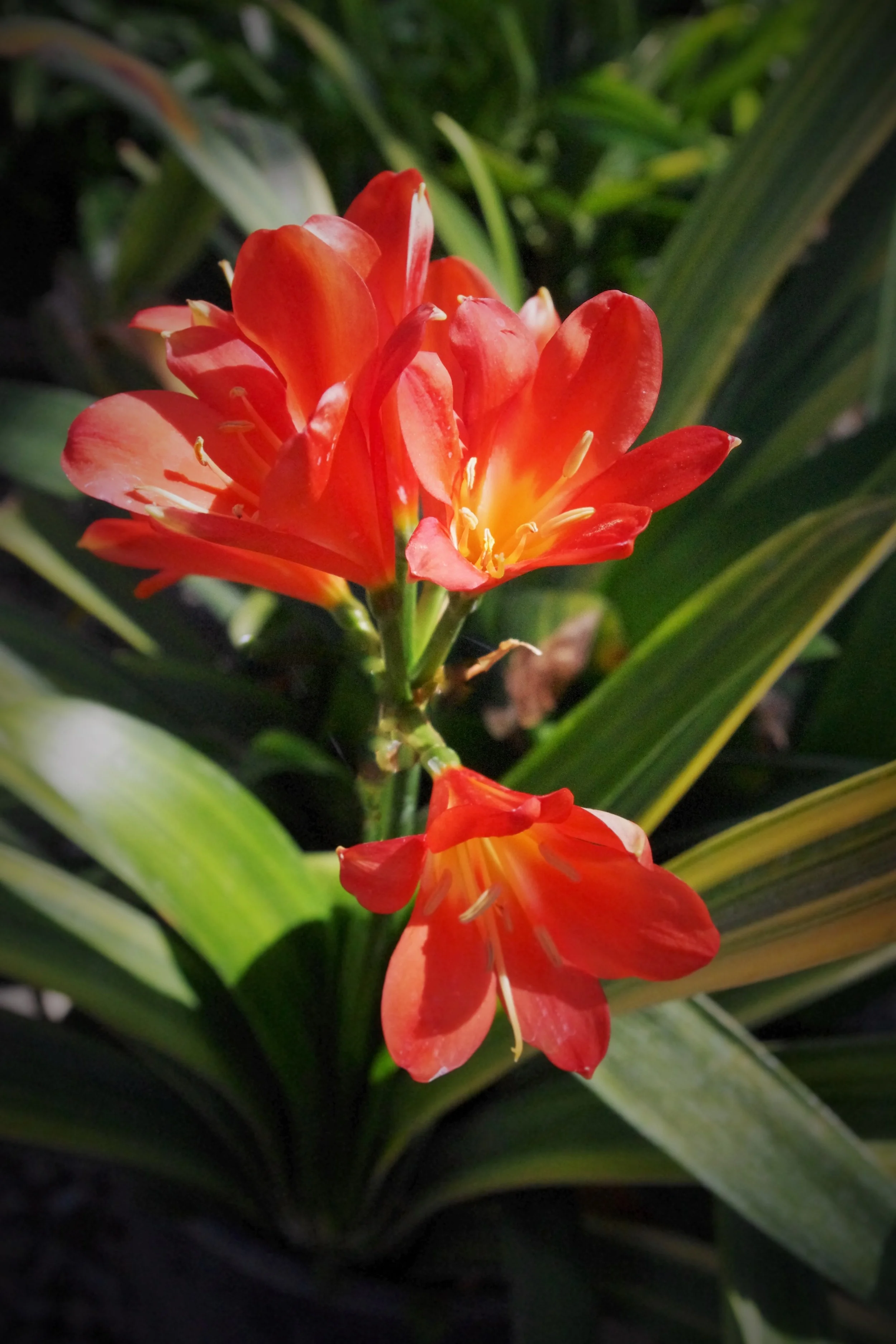 Willow Gardens Nursery Fasci Garden