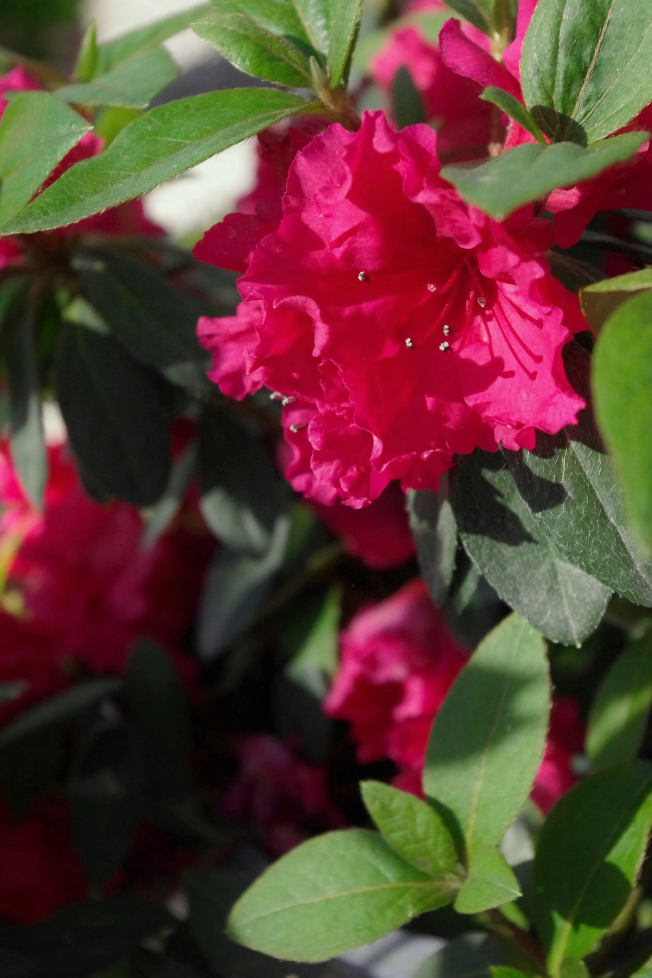 Willow Gardens Nursery Fasci Garden