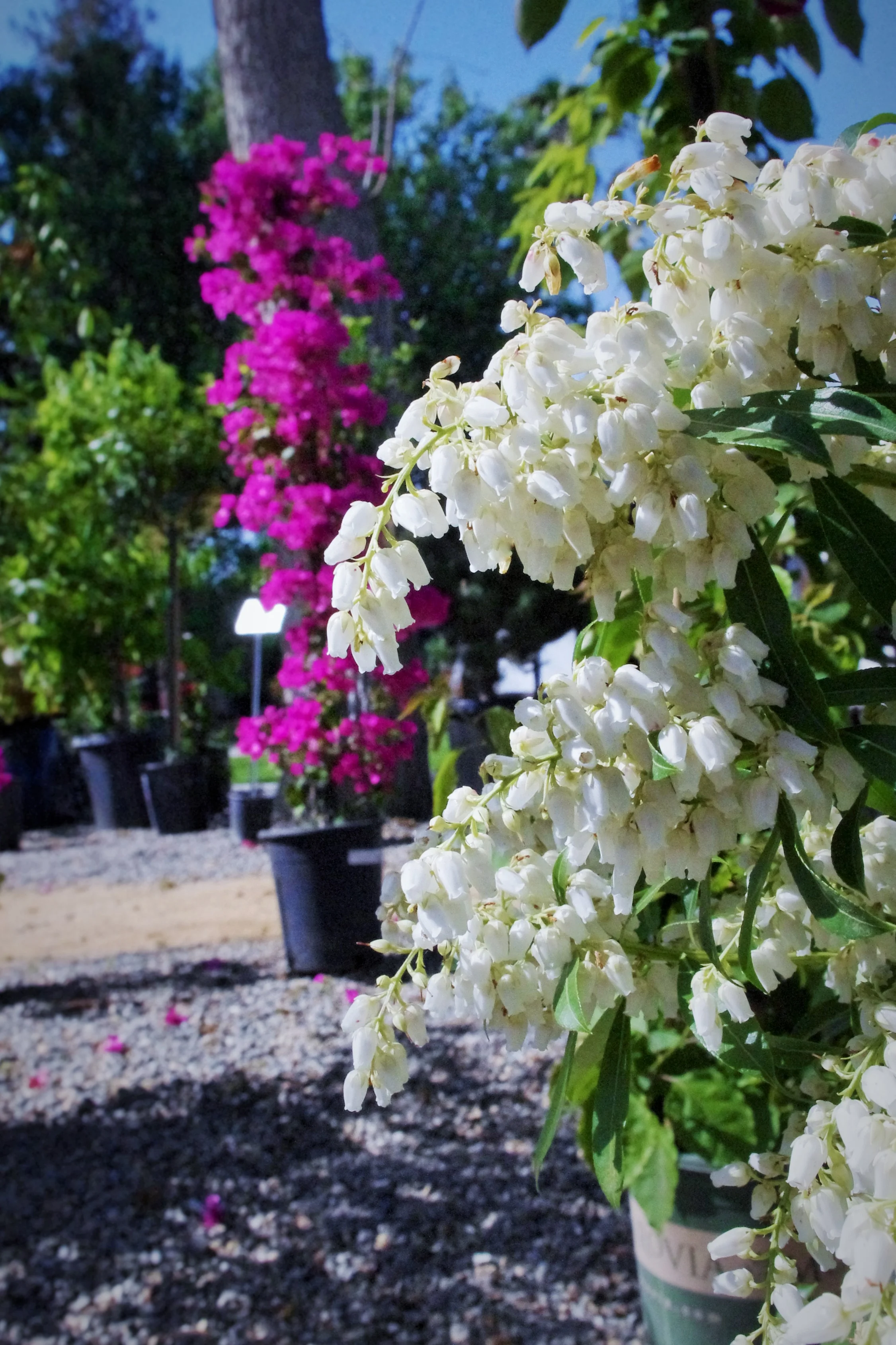 Willow Gardens Nursery Fasci Garden