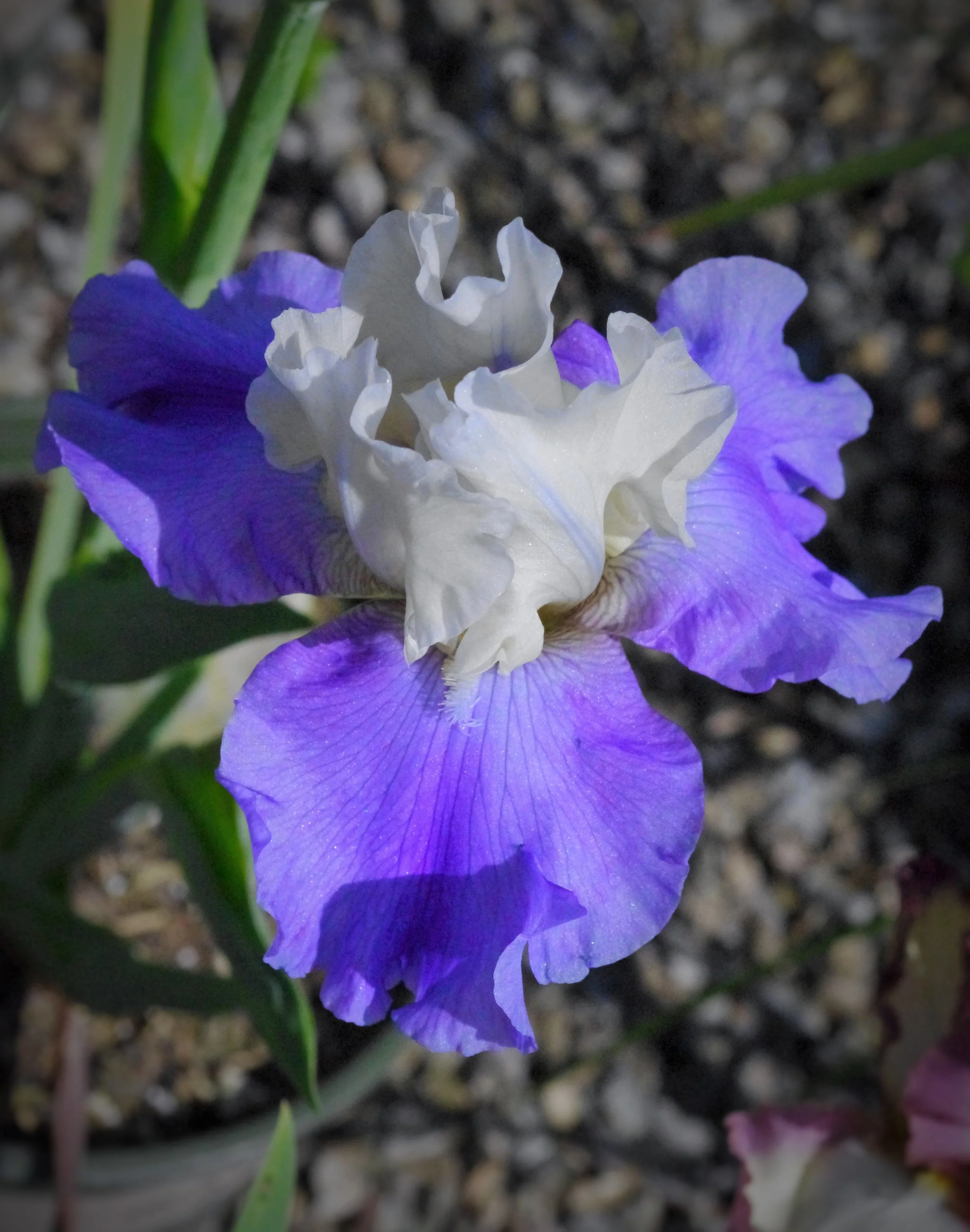 Willow Gardens Nursery Fasci Garden