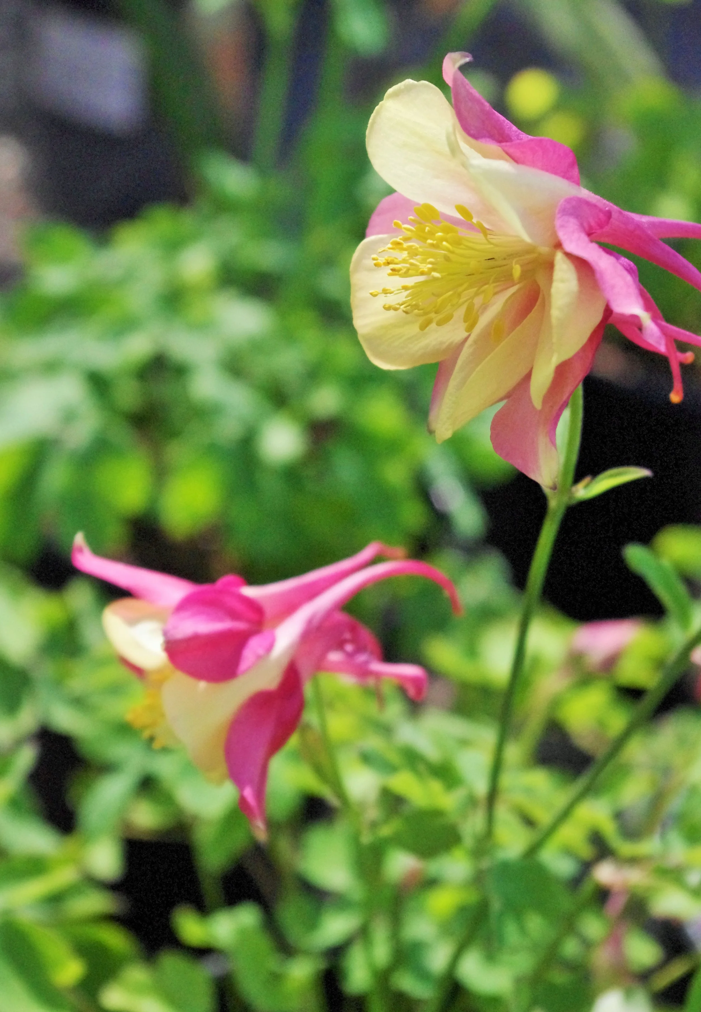 Our Services Willow Gardens Nursery — Willow Gardens Nursery