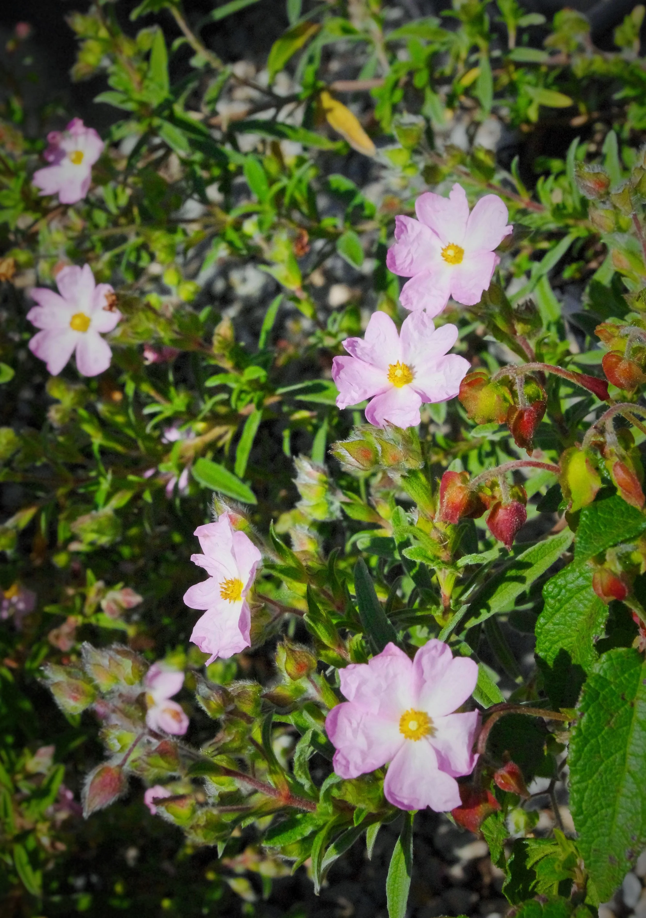 About Us Willow Gardens Nursery — Willow Gardens Nursery