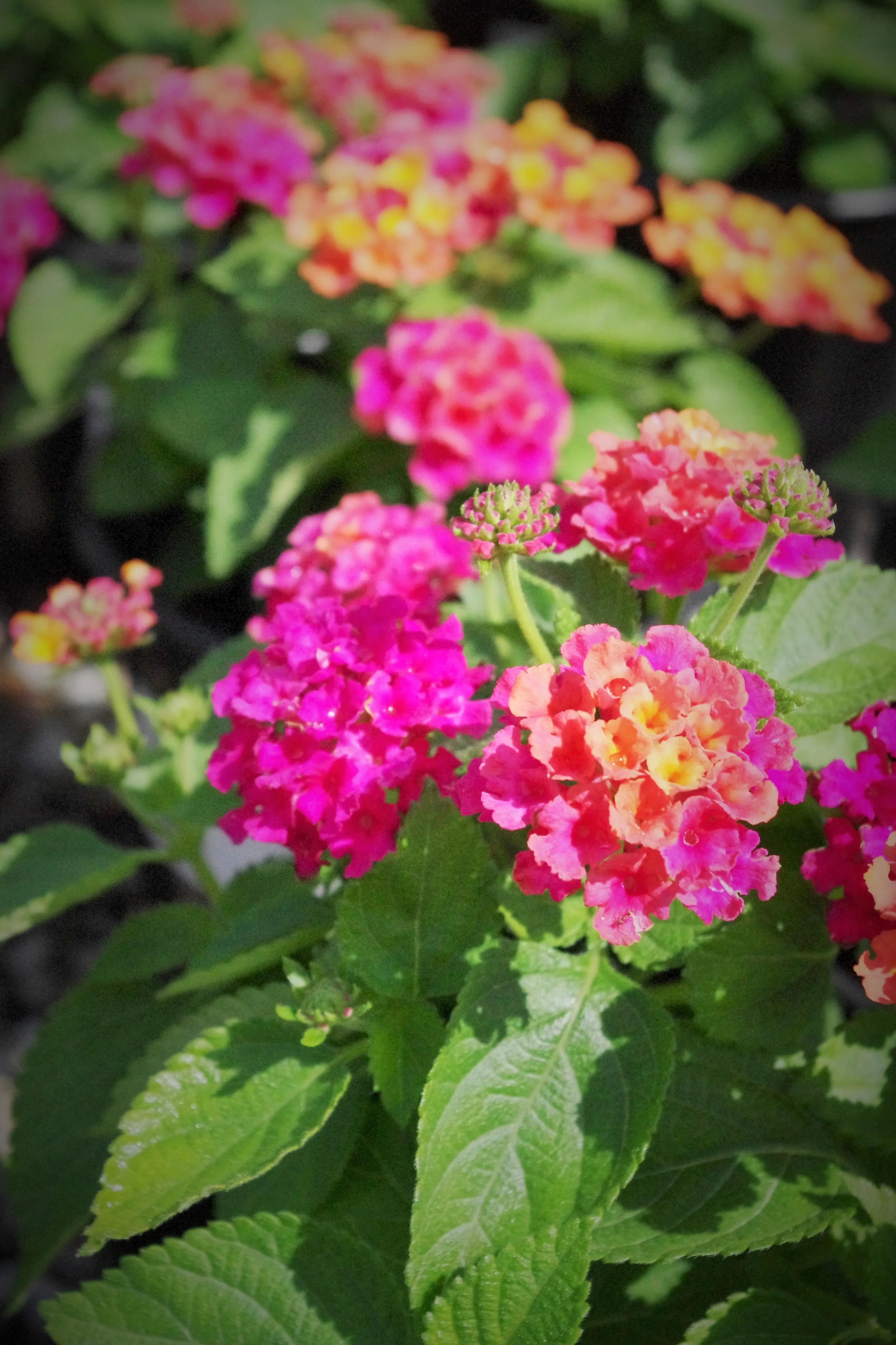 About Us Willow Gardens Nursery — Willow Gardens Nursery