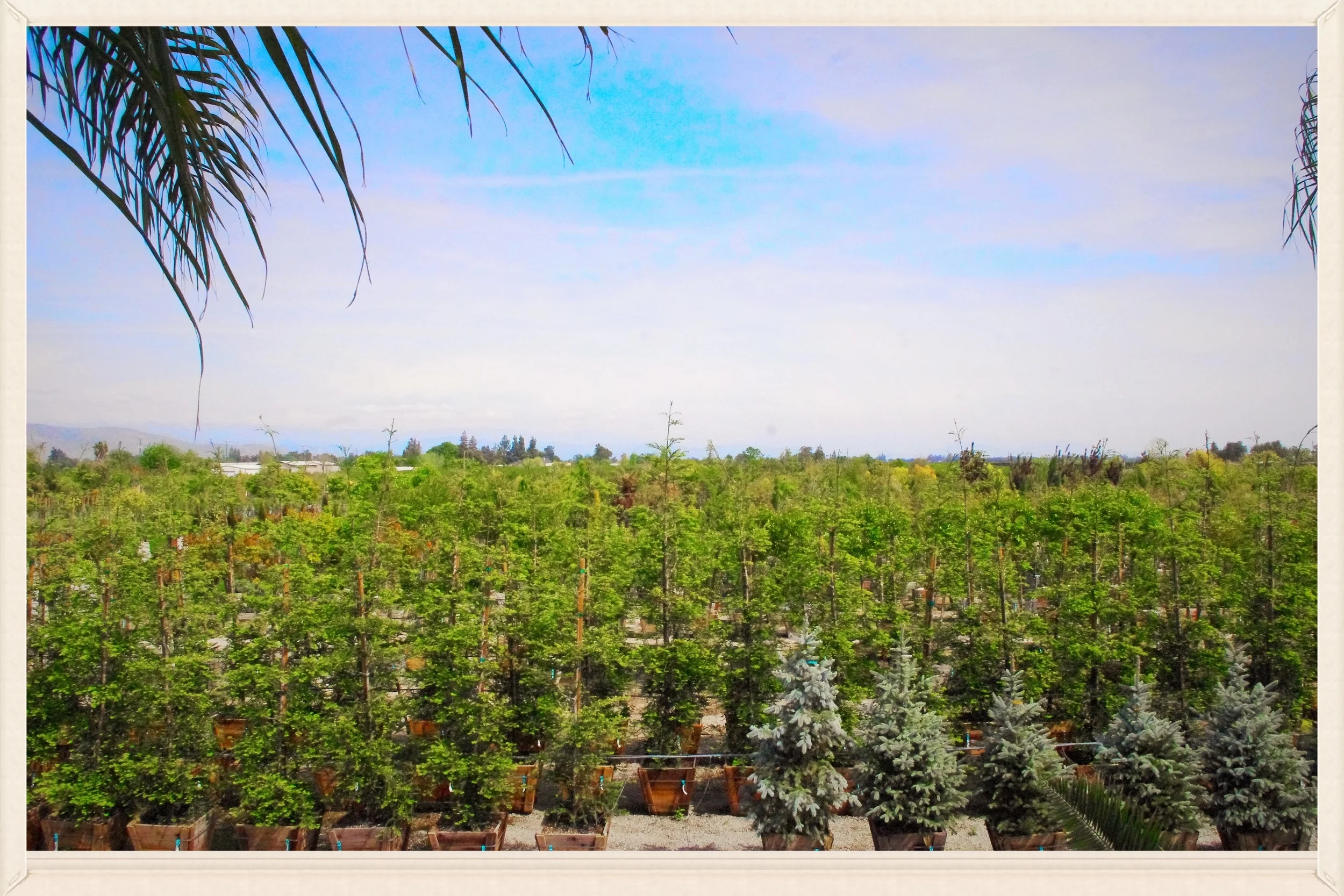 Willow Gardens Nursery has a full stock of boxed and mature trees