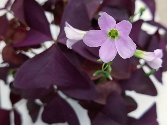 Just in!
Everyone has been looking for them!
OXALIS 😍💜 Purple Shamrock 
Great for dramatic indoor color or a lush shady spot outside. 
#oxalis #purple #shamrock #lush #dramatic #cute #flowers #pink #garden #shade #indoor #houseplant #houseplantgoal