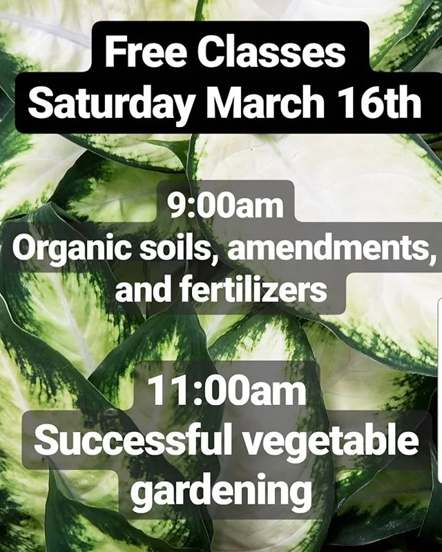 Plant of the day! Aloe Striata! — Willow Gardens Nursery