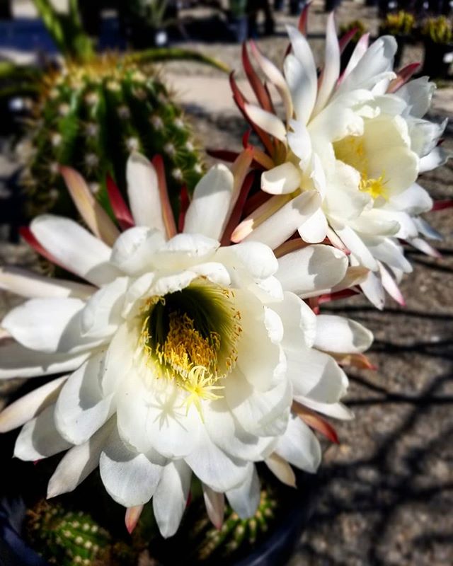 Talk about a showstopper 😍🌼😍
#trichocereusbigbertha  #cactus #flower #beautiful #big #stunning #amazing #garden #nursery #trichocereus  #waterwise #droughttolerant #statement #piece #specimen #striking #wow