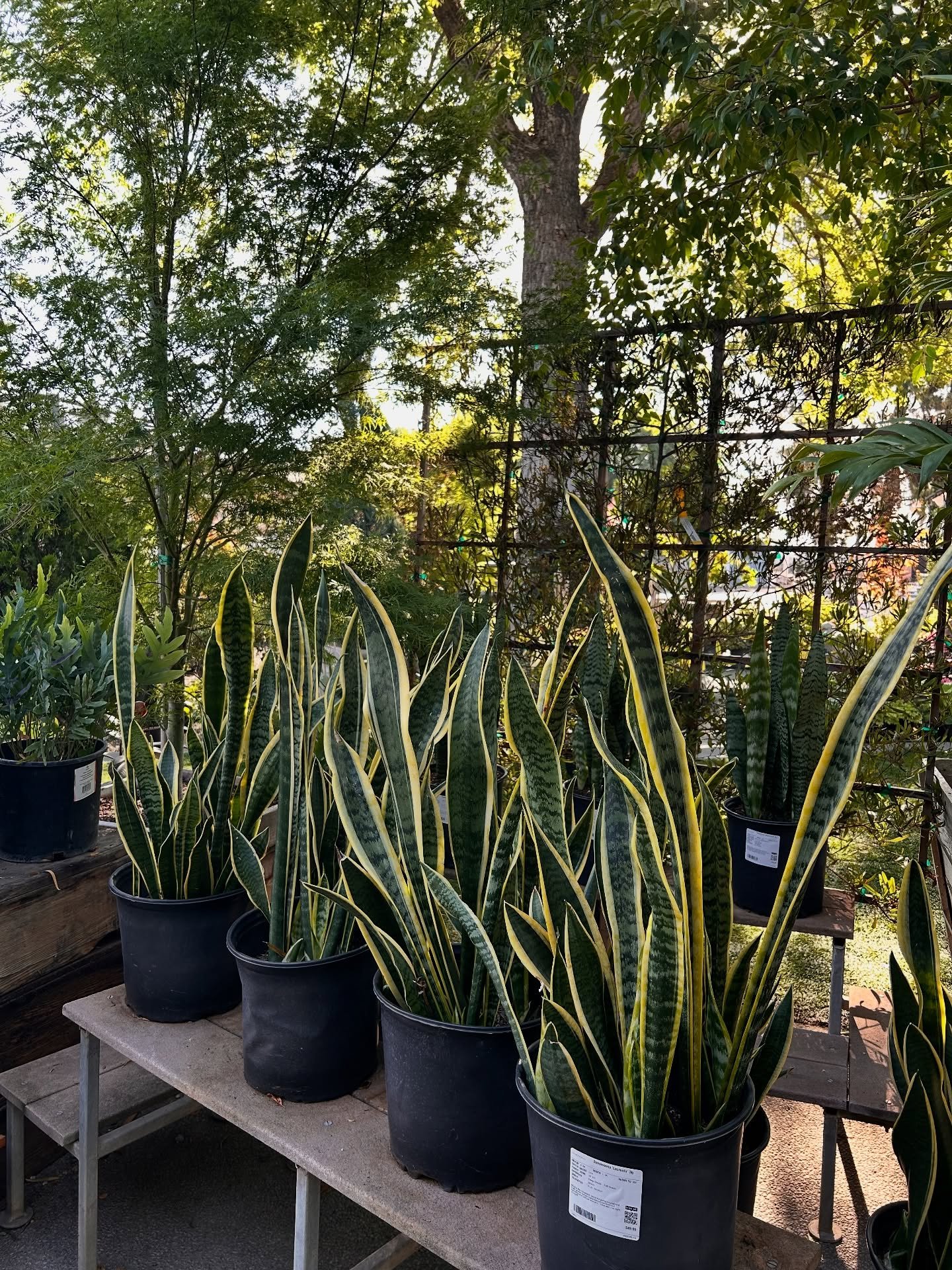 On the hunt for houseplants? Check out our gorgeous snake plants. 

#snakeplant #houseplant #fresnocalifornia #cloviscalifornia