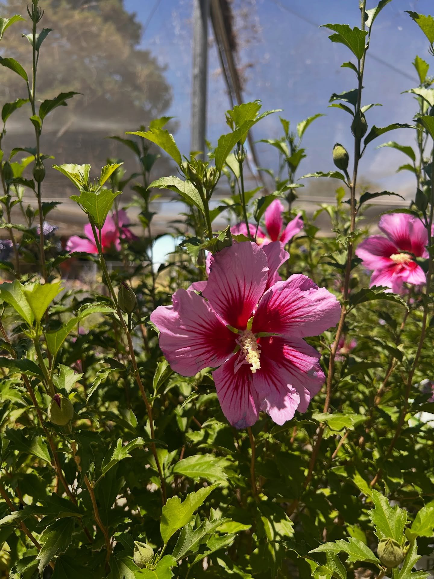 These Purple Pillar Rose of Sharon are stunning bloomers that provide vibrant color all summer long. A wonderful addition to any landscape, especially if you&rsquo;re going for a tropical feel.